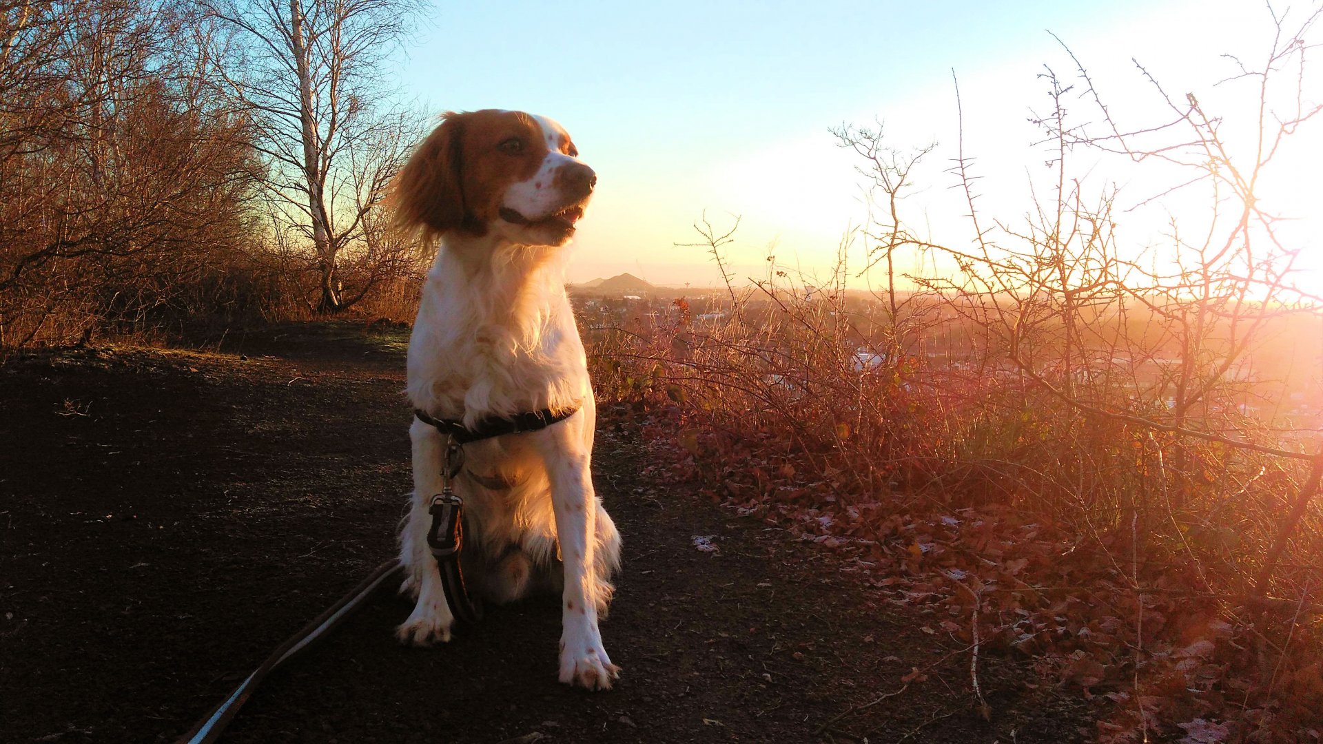 Fonds d'cran Animaux Chiens 