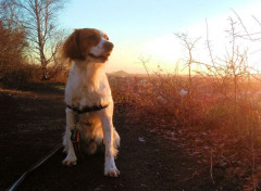  Animaux Image sans titre N457433