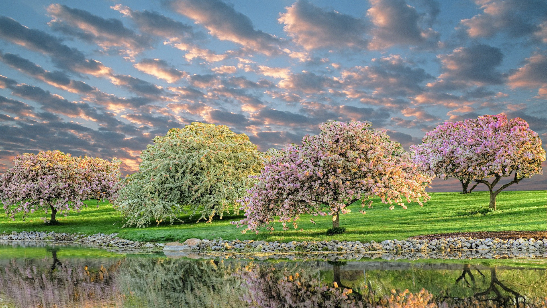 Fonds d'cran Nature Arbres - Forts Pommiers en fleur