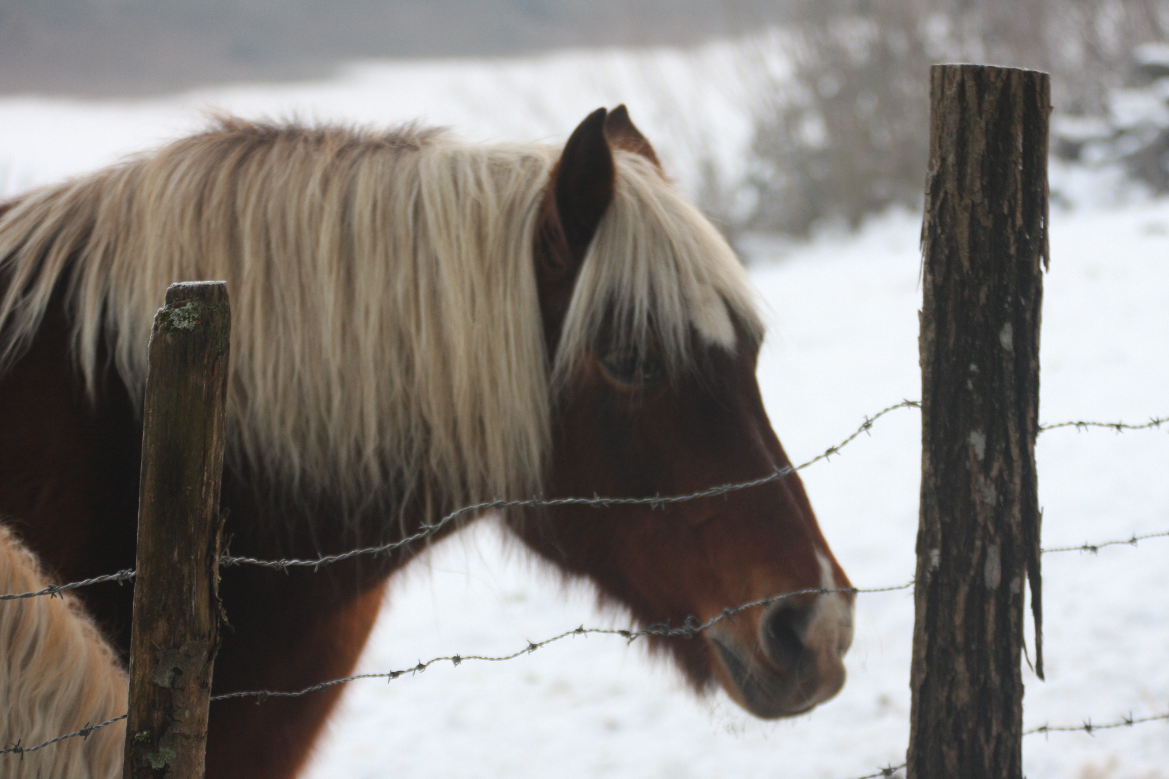 Wallpapers Animals Horses 