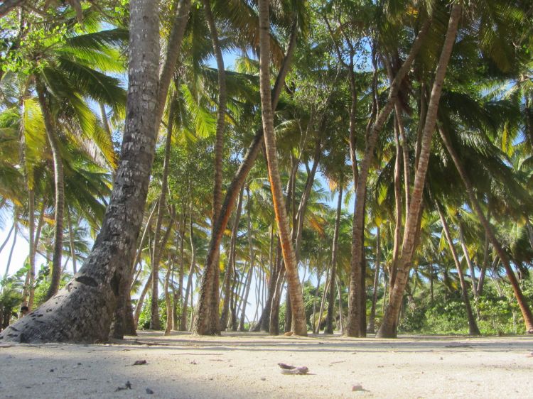 Fonds d'cran Nature Mers - Ocans - Plages Cocotiers a l'anse Michel en Martinique .