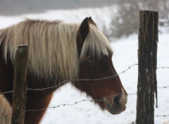  Animaux Image sans titre N457775