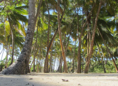  Nature Cocotiers a l'anse Michel en Martinique .