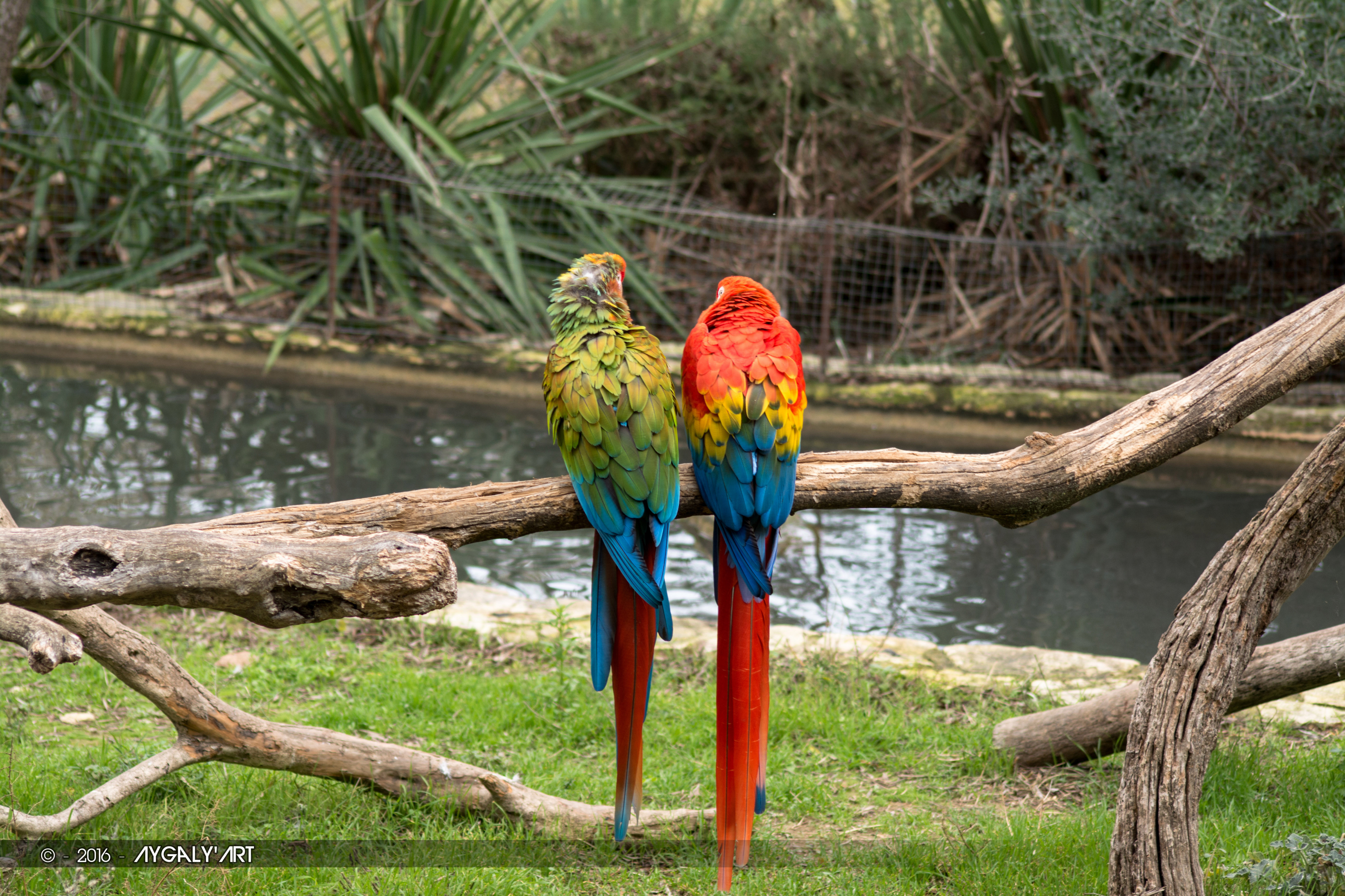 Fonds d'cran Animaux Oiseaux - Perroquets Couple tout en couleur