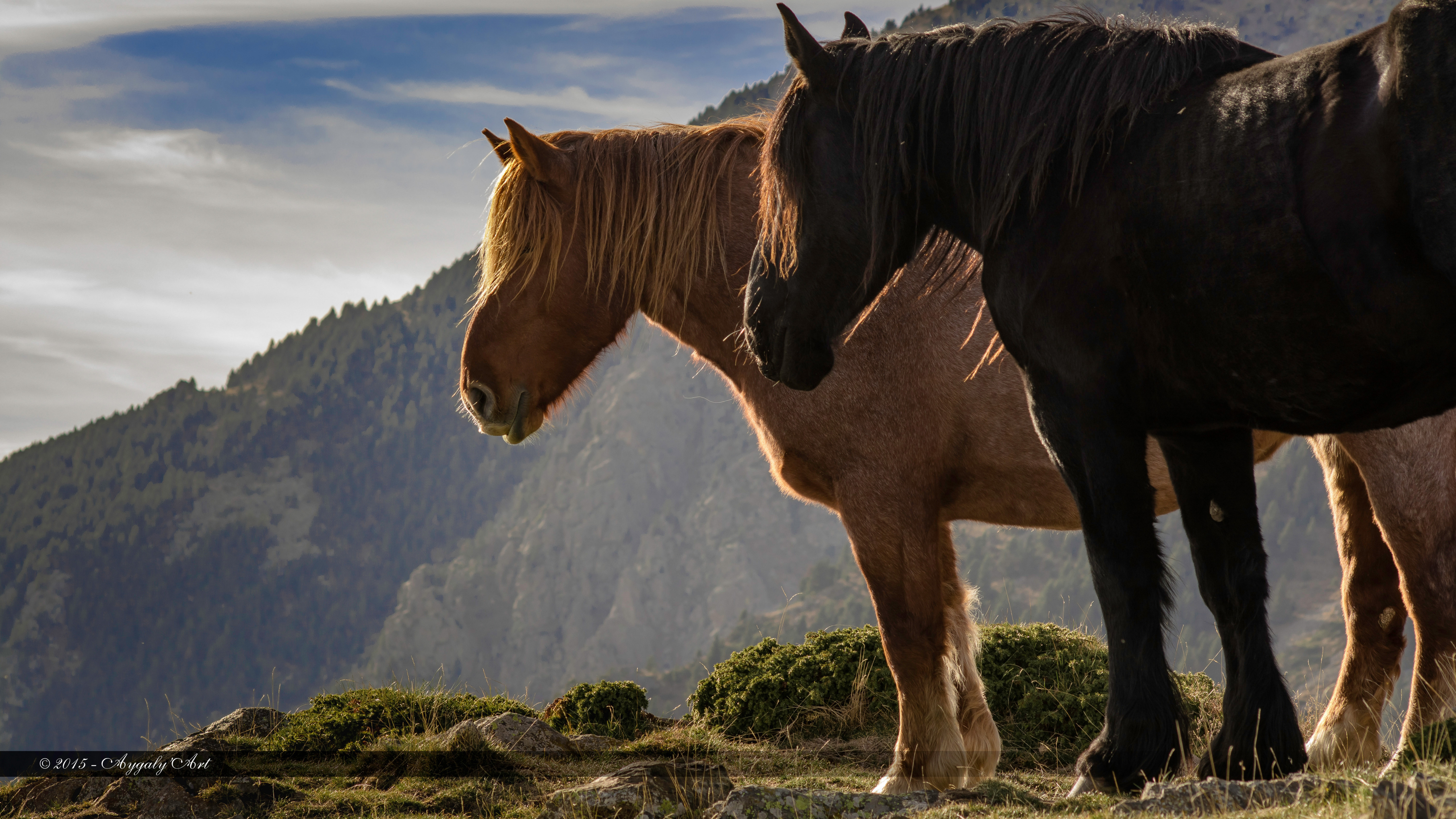 Wallpapers Animals Horses Chevaux en contre-jour