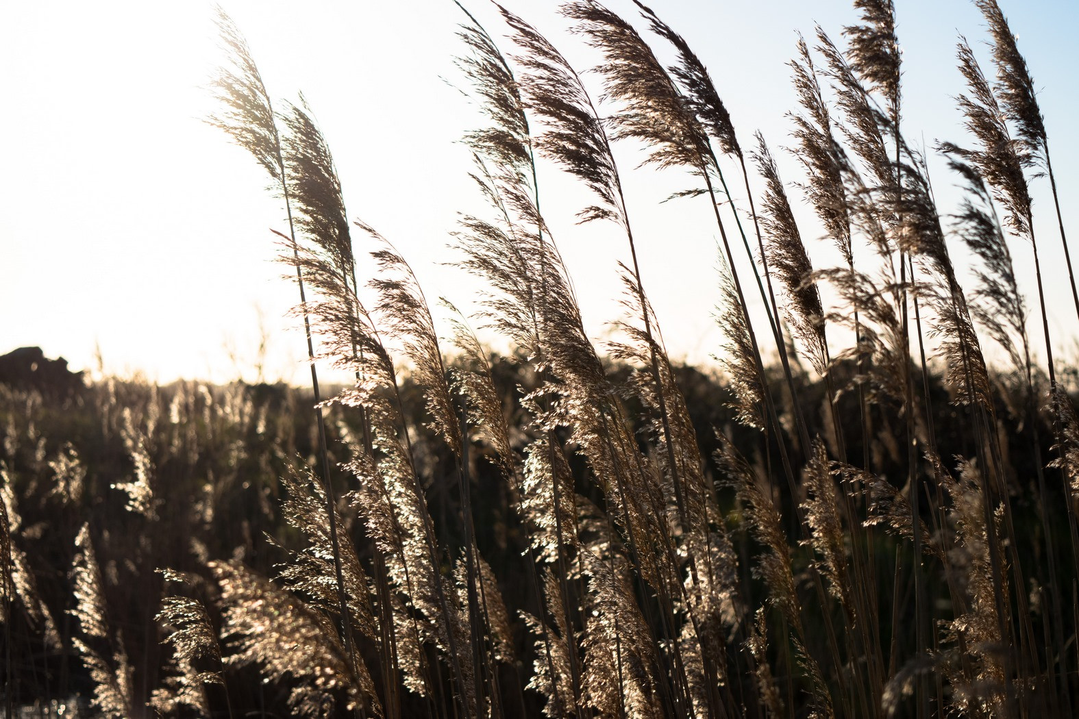 Fonds d'cran Nature Herbes 