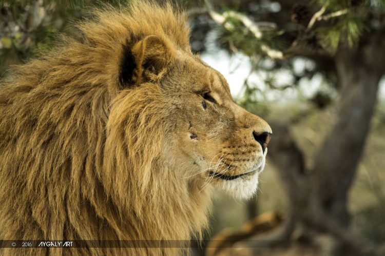 Fonds d'cran Animaux Flins - Lions Lion mâle profil