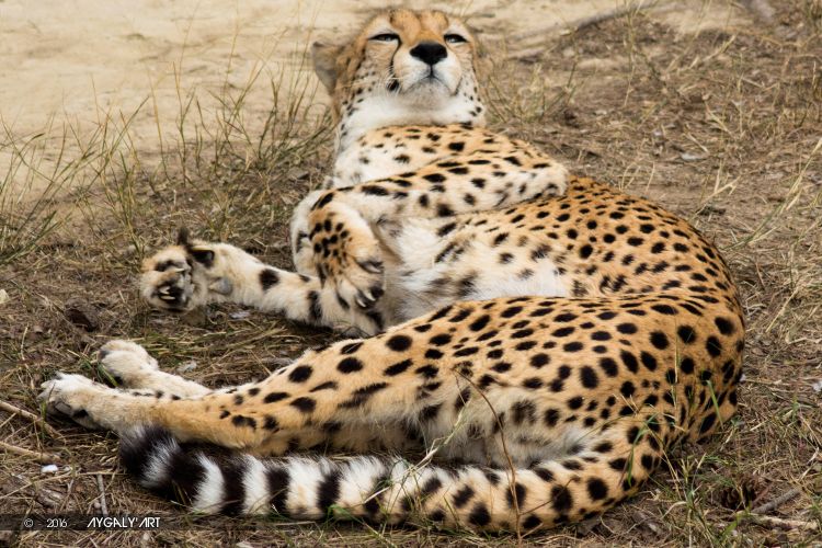 Wallpapers Animals Felines - Cheetahs Instant paisible d'un guépard