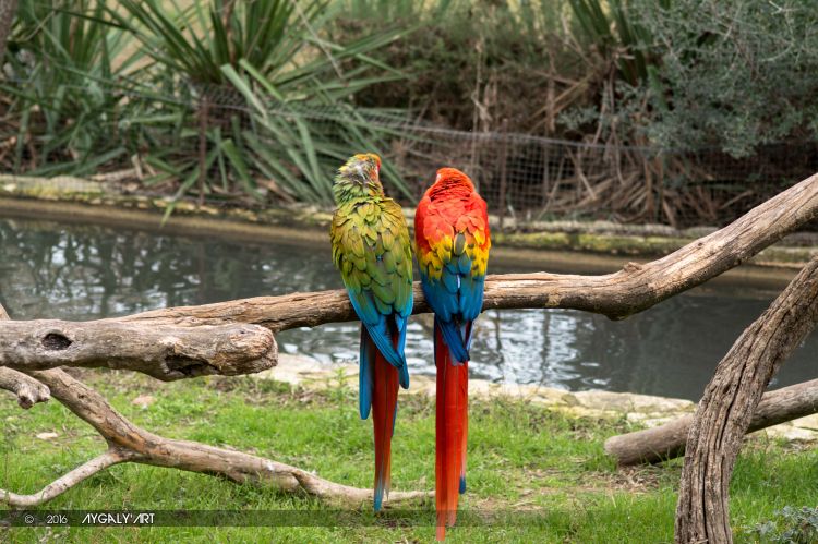 Wallpapers Animals Birds - Parrots Couple tout en couleur