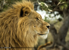  Animals Lion mâle profil