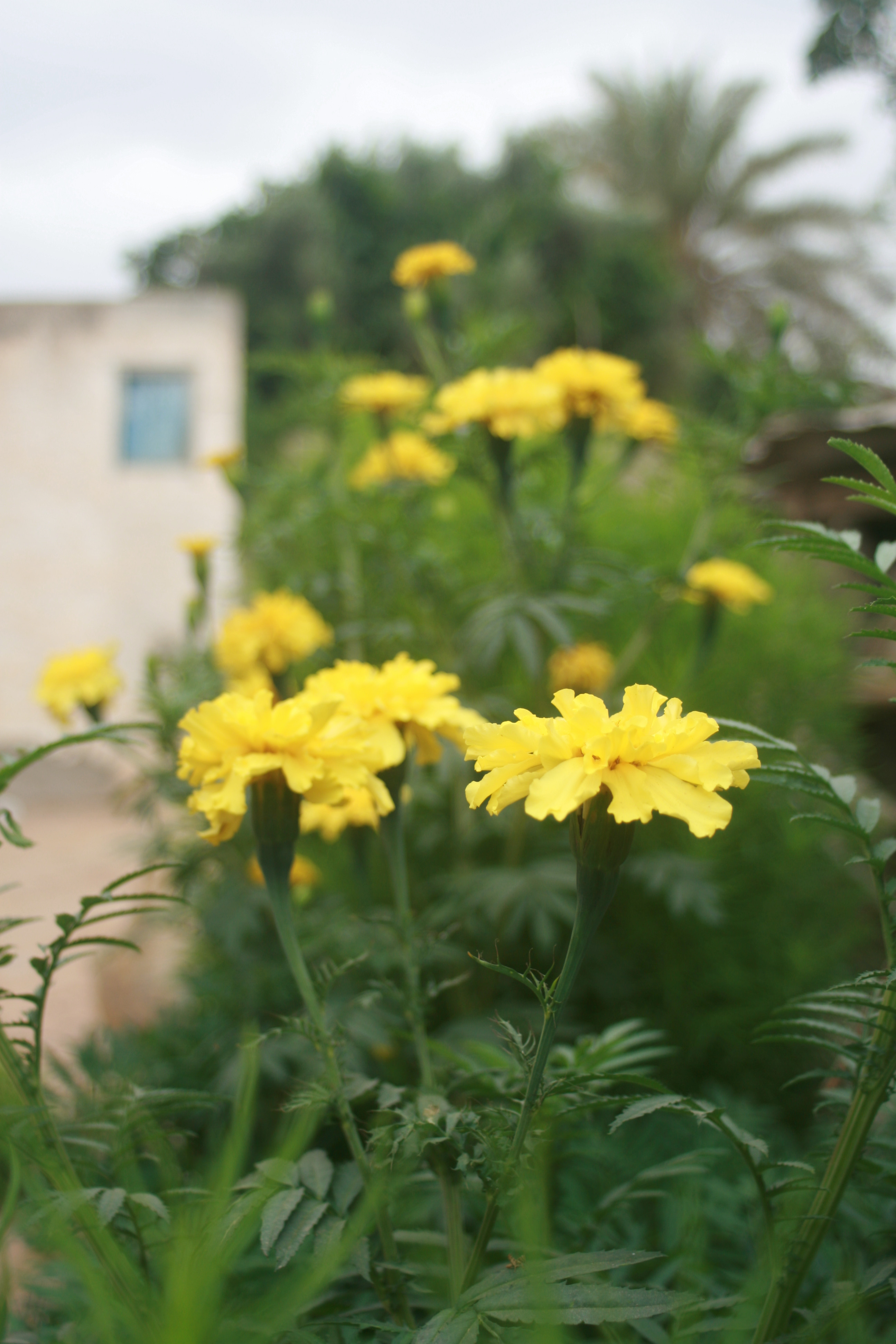 Fonds d'cran Nature Fleurs Fleur