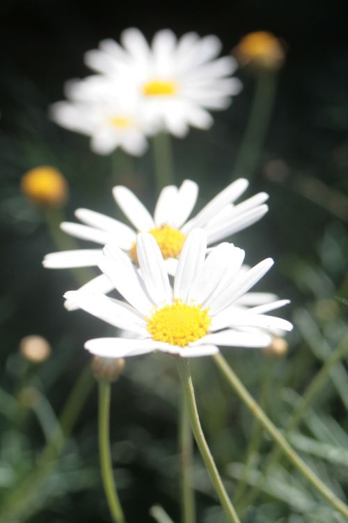 Fonds d'cran Nature Fleurs Fleur