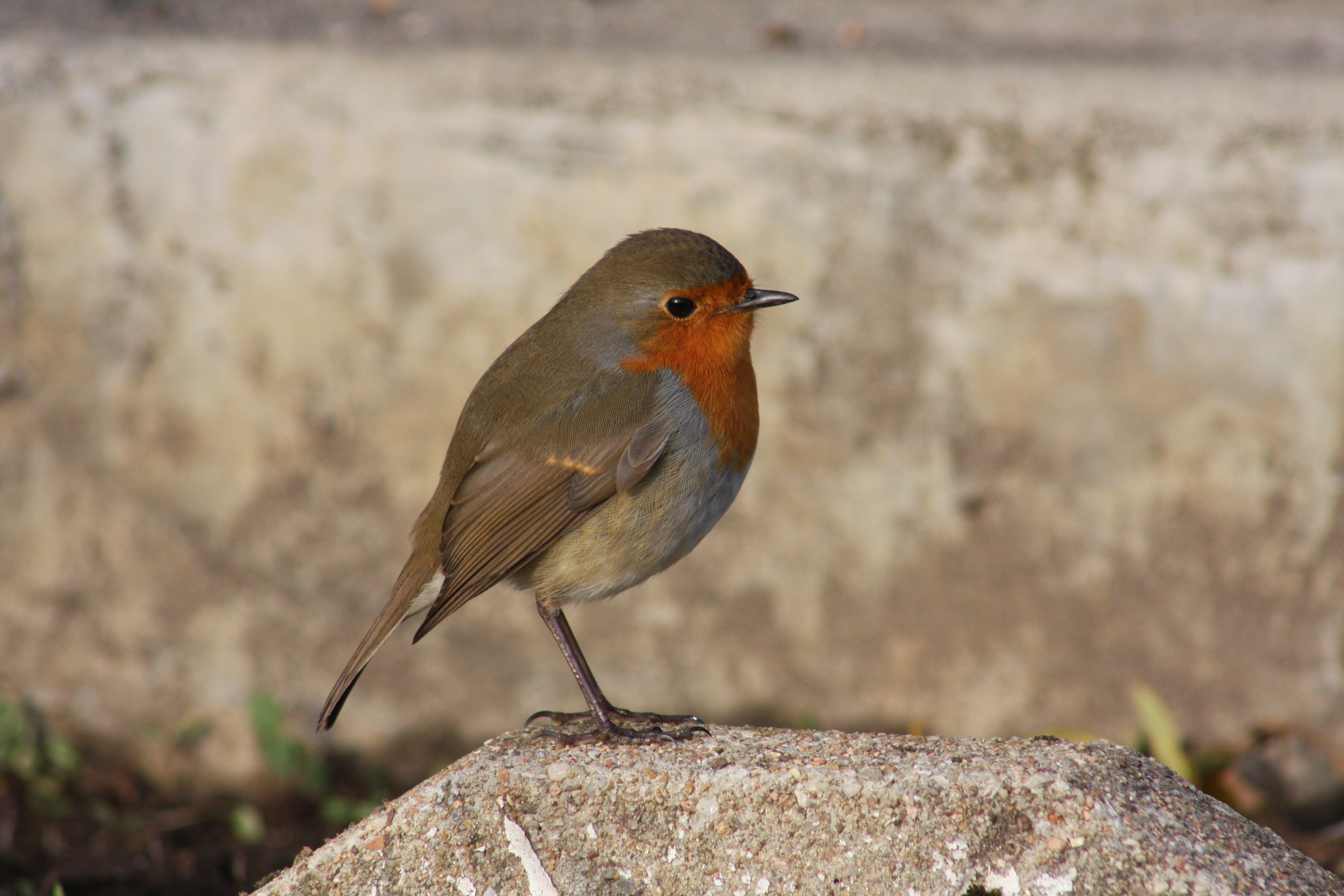 Wallpapers Animals Birds - Rougegorges 