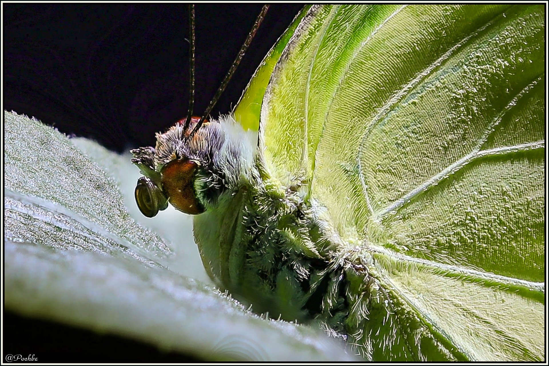 Fonds d'cran Animaux Insectes - Papillons 