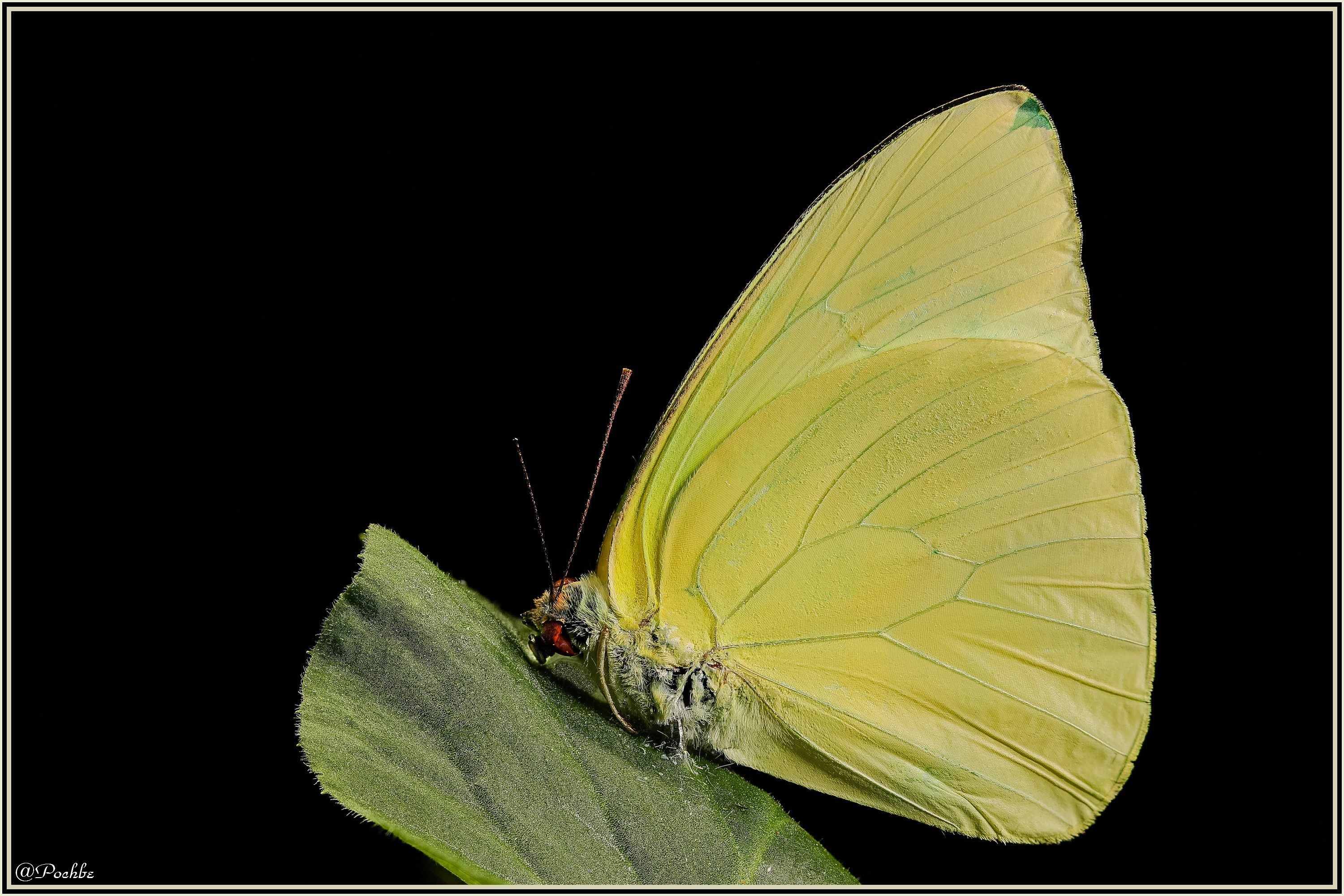 Fonds d'cran Animaux Insectes - Papillons 