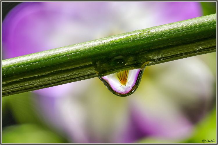 Wallpapers Nature Water - Drops Wallpaper N458268