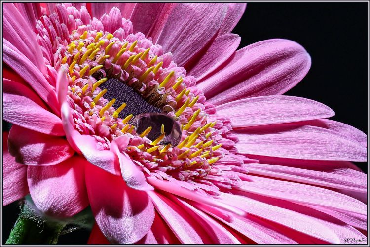 Wallpapers Nature Flowers Wallpaper N458271