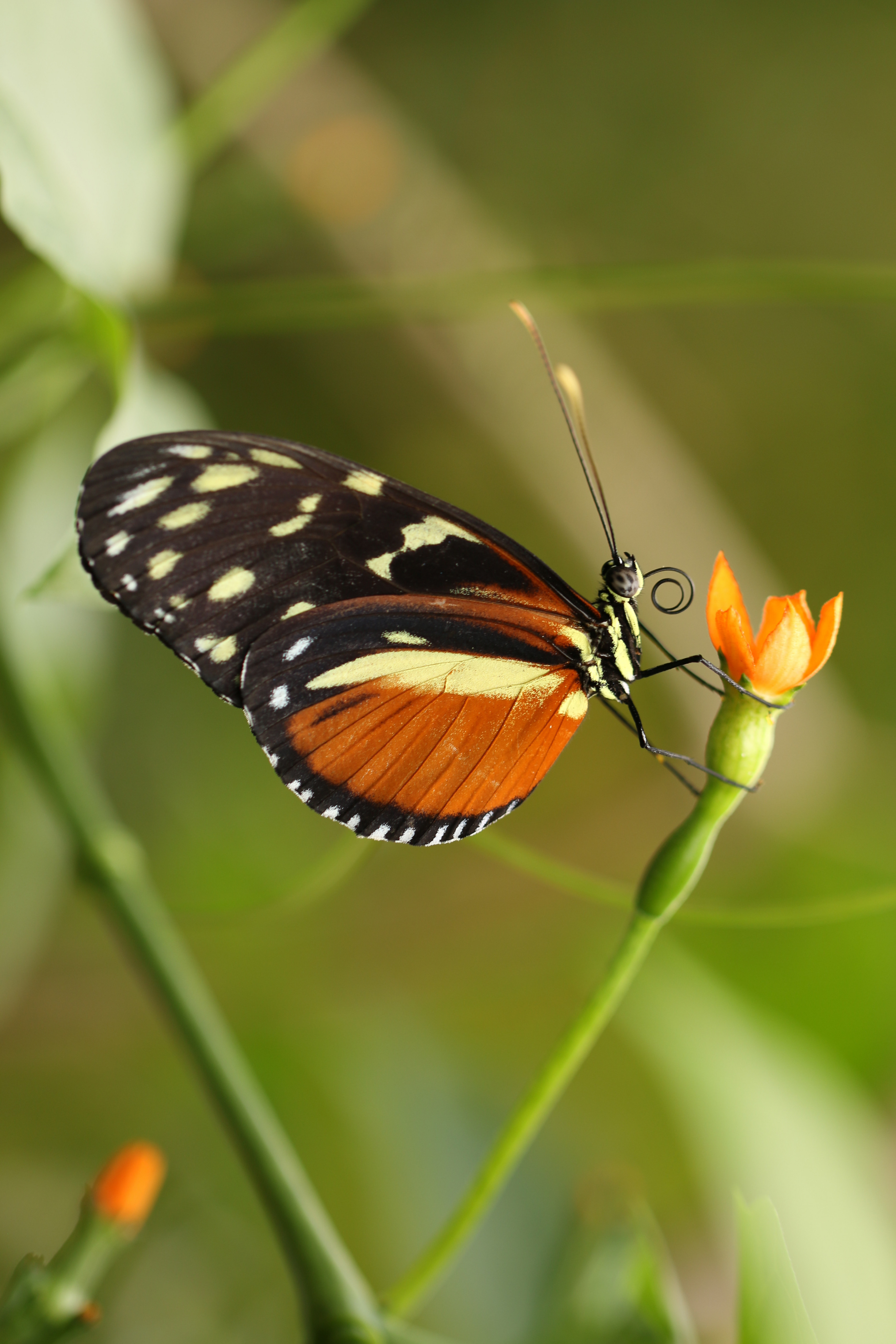 Fonds d'cran Animaux Insectes - Papillons 