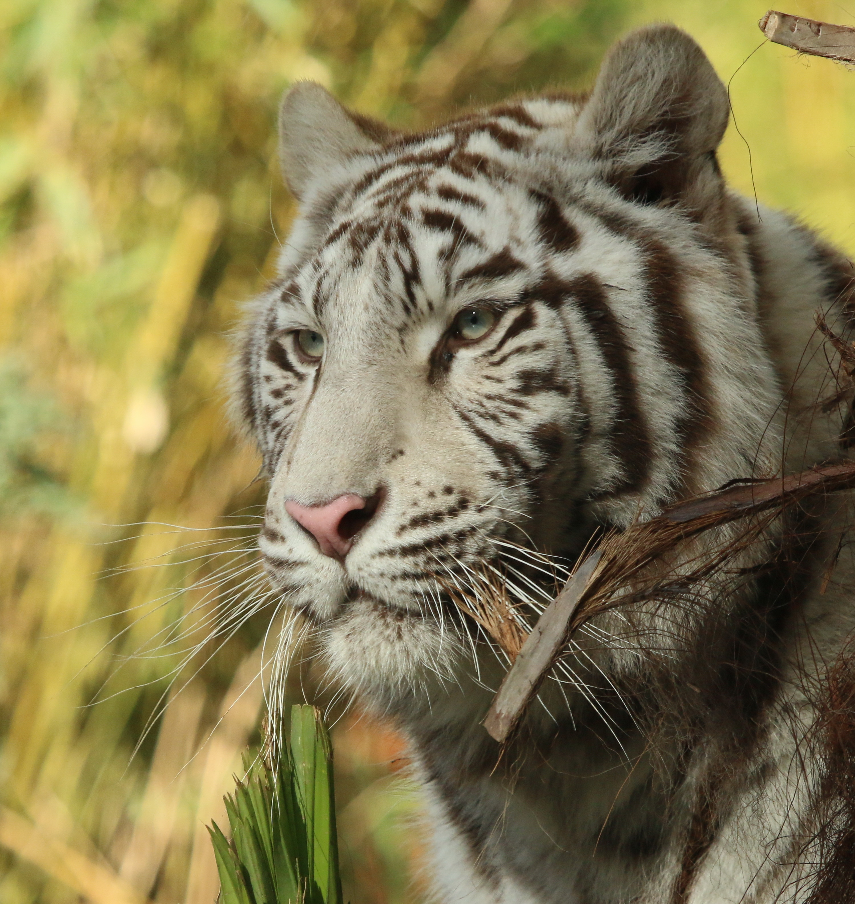 Fonds d'cran Animaux Flins - Tigres 