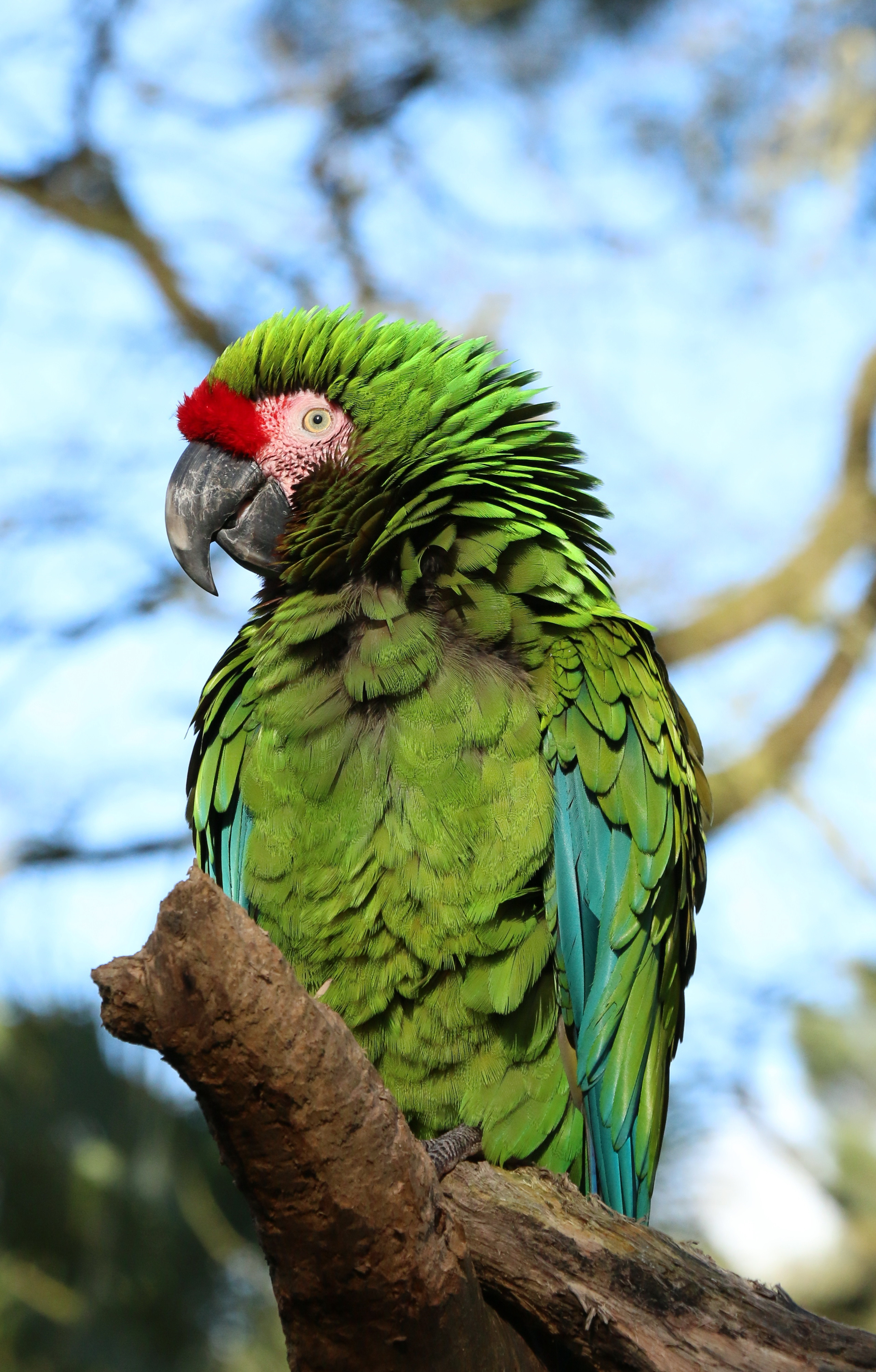 Wallpapers Animals Birds - Parrots 