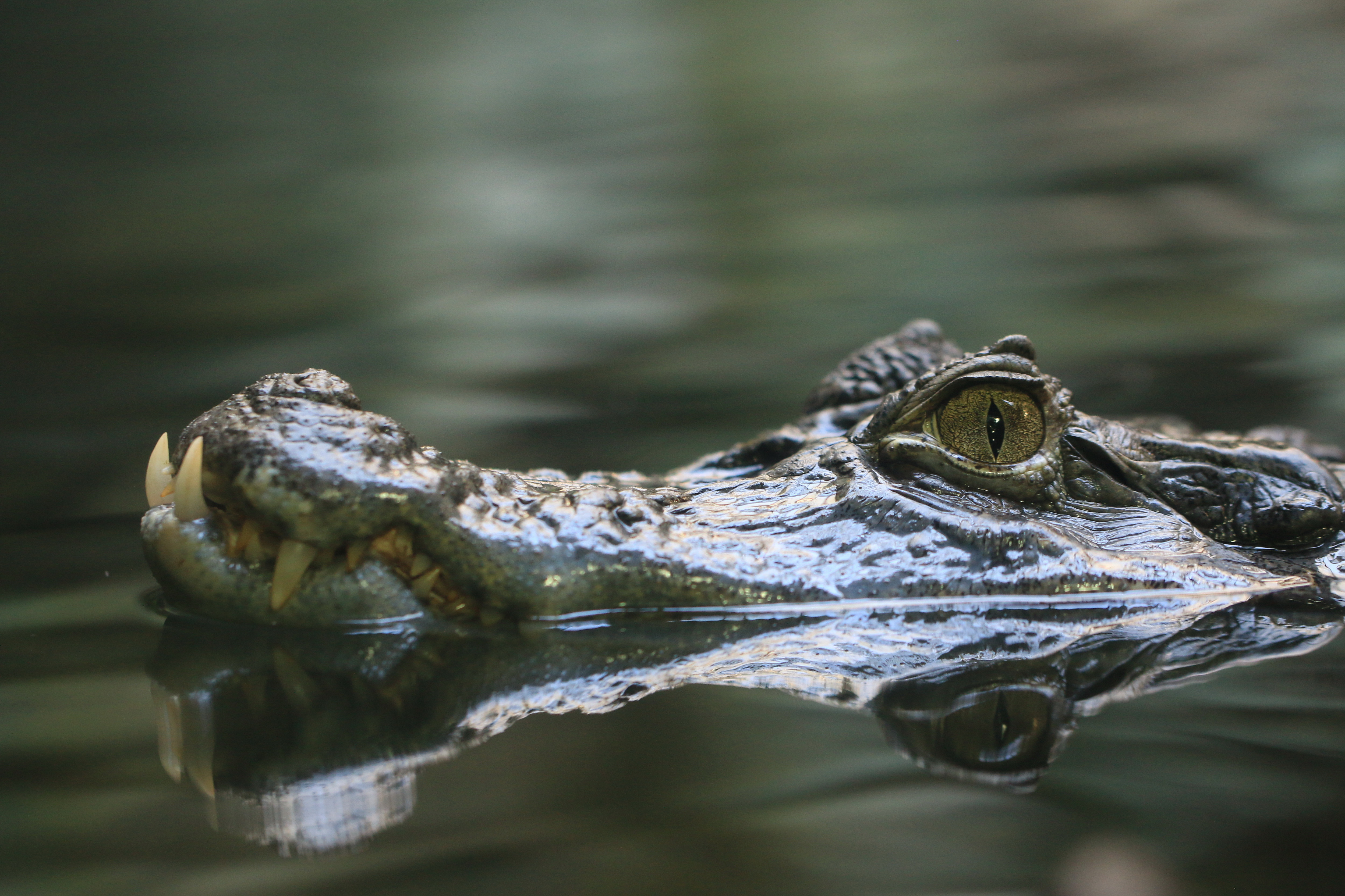 Wallpapers Animals Crocodile - Alligator - Caiman 