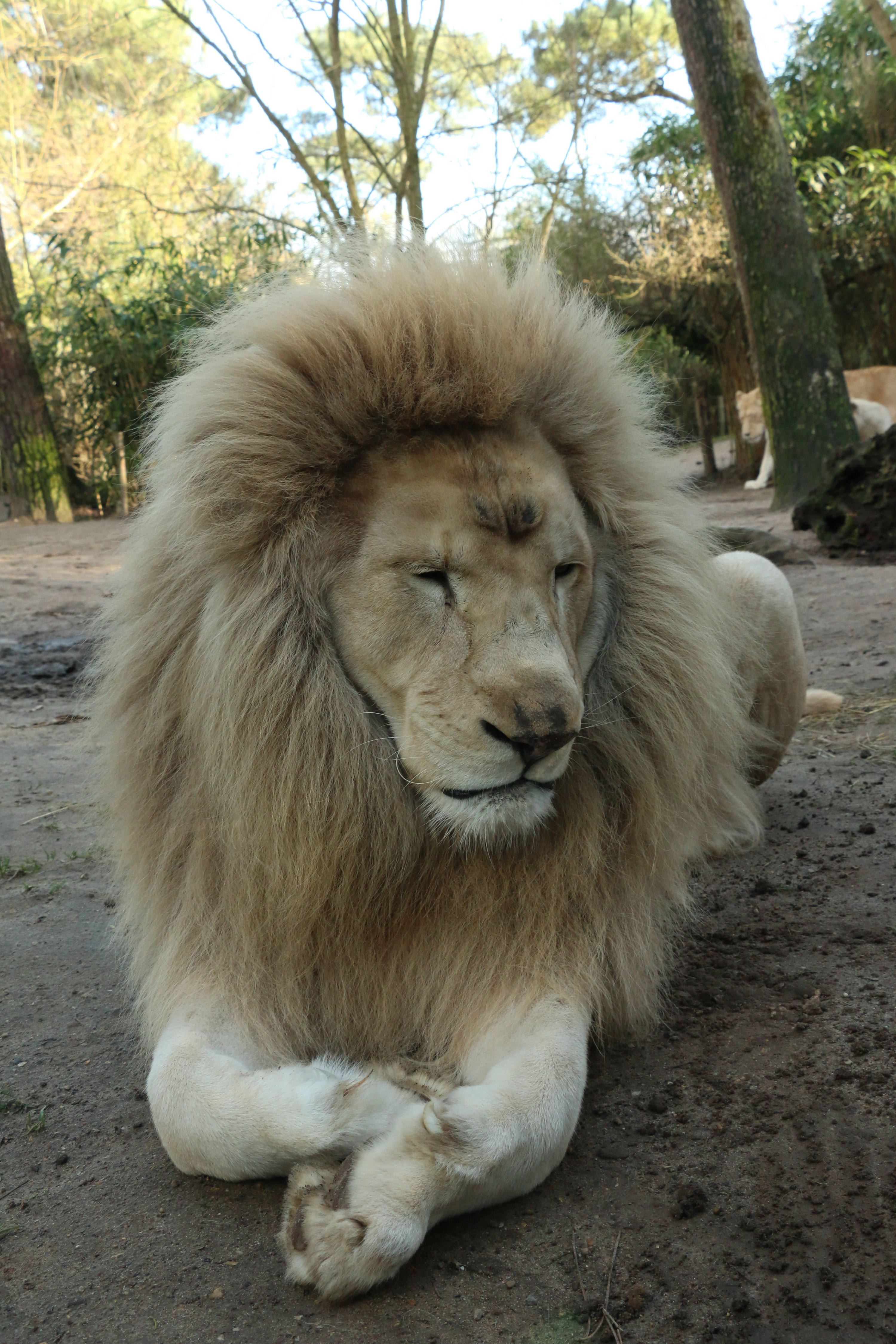 Fonds d'cran Animaux Félins - Lions 