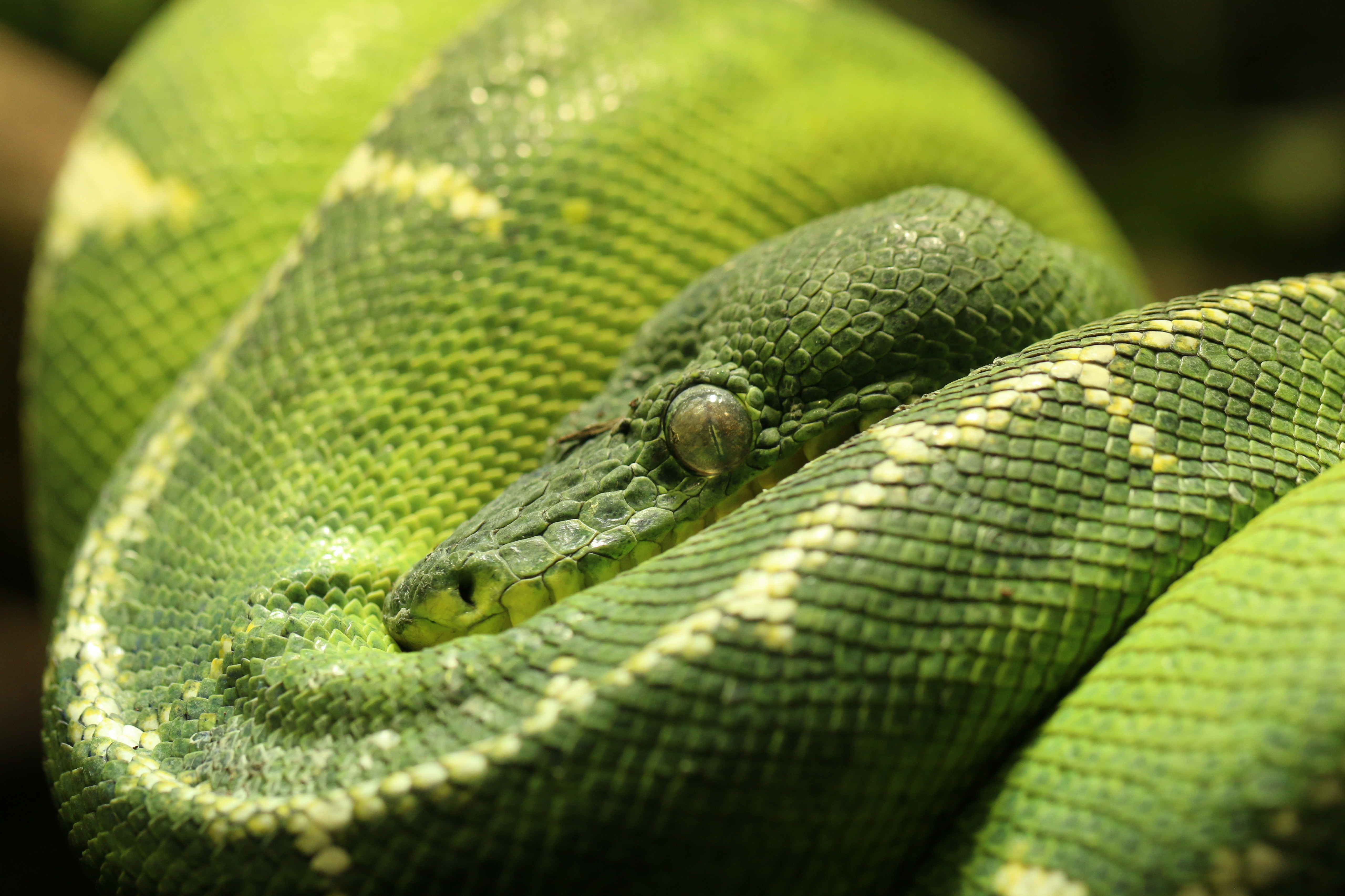 Wallpapers Animals Snakes 