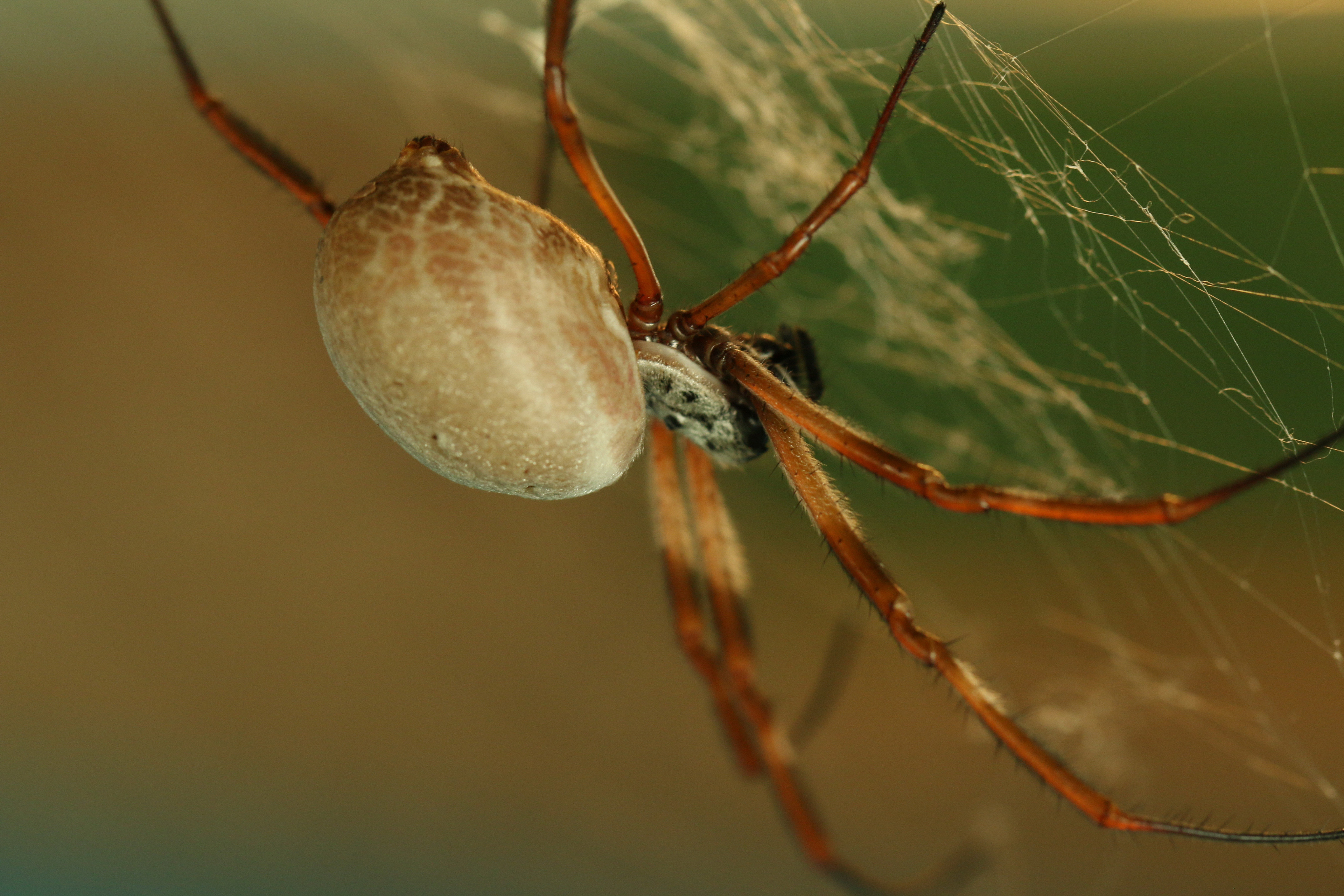 Wallpapers Animals Spiders 