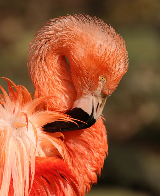 Fonds d'cran Animaux Oiseaux - Flamands roses Wallpaper N458687