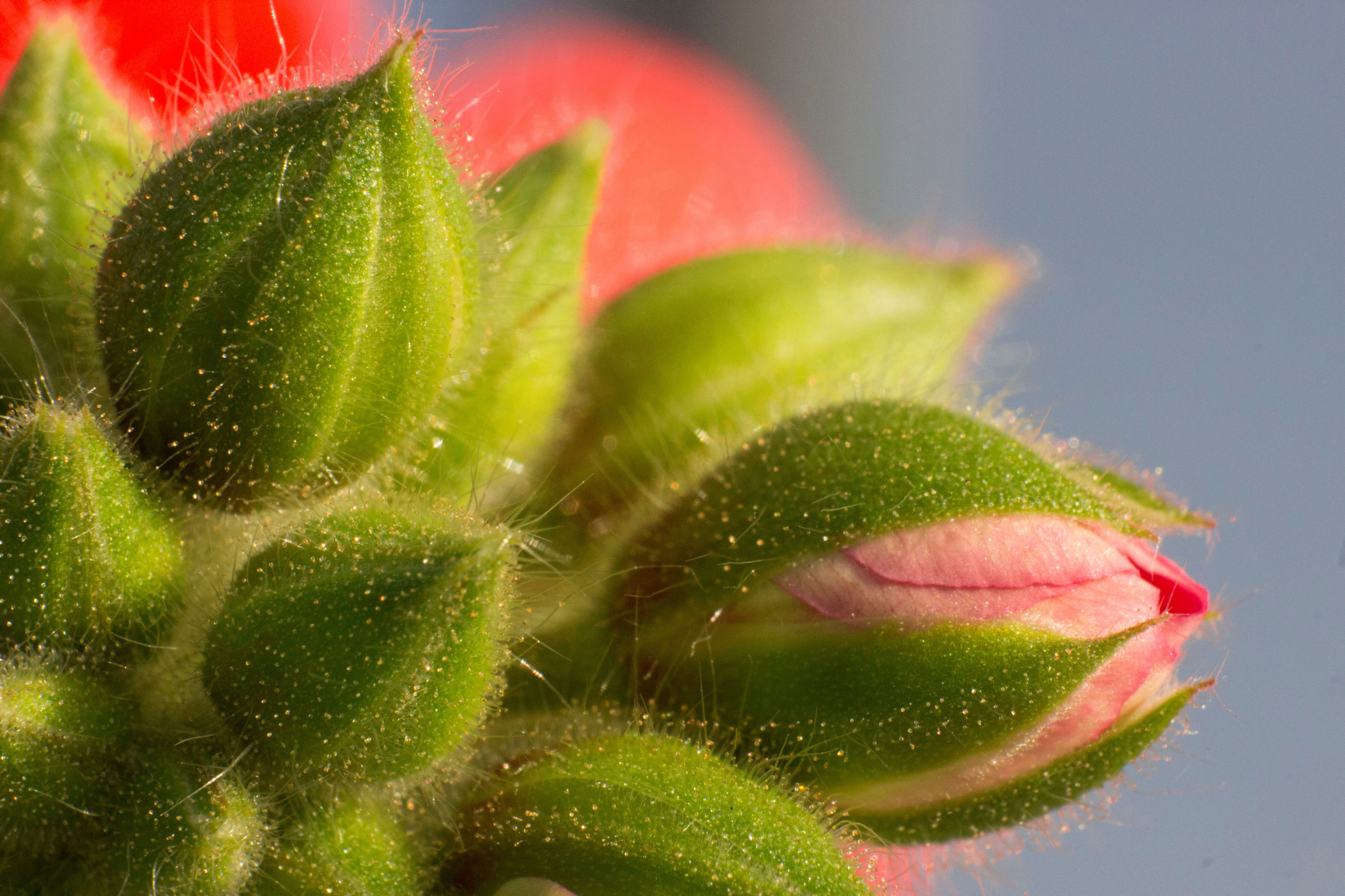 Fonds d'cran Nature Plantes - Arbustes 