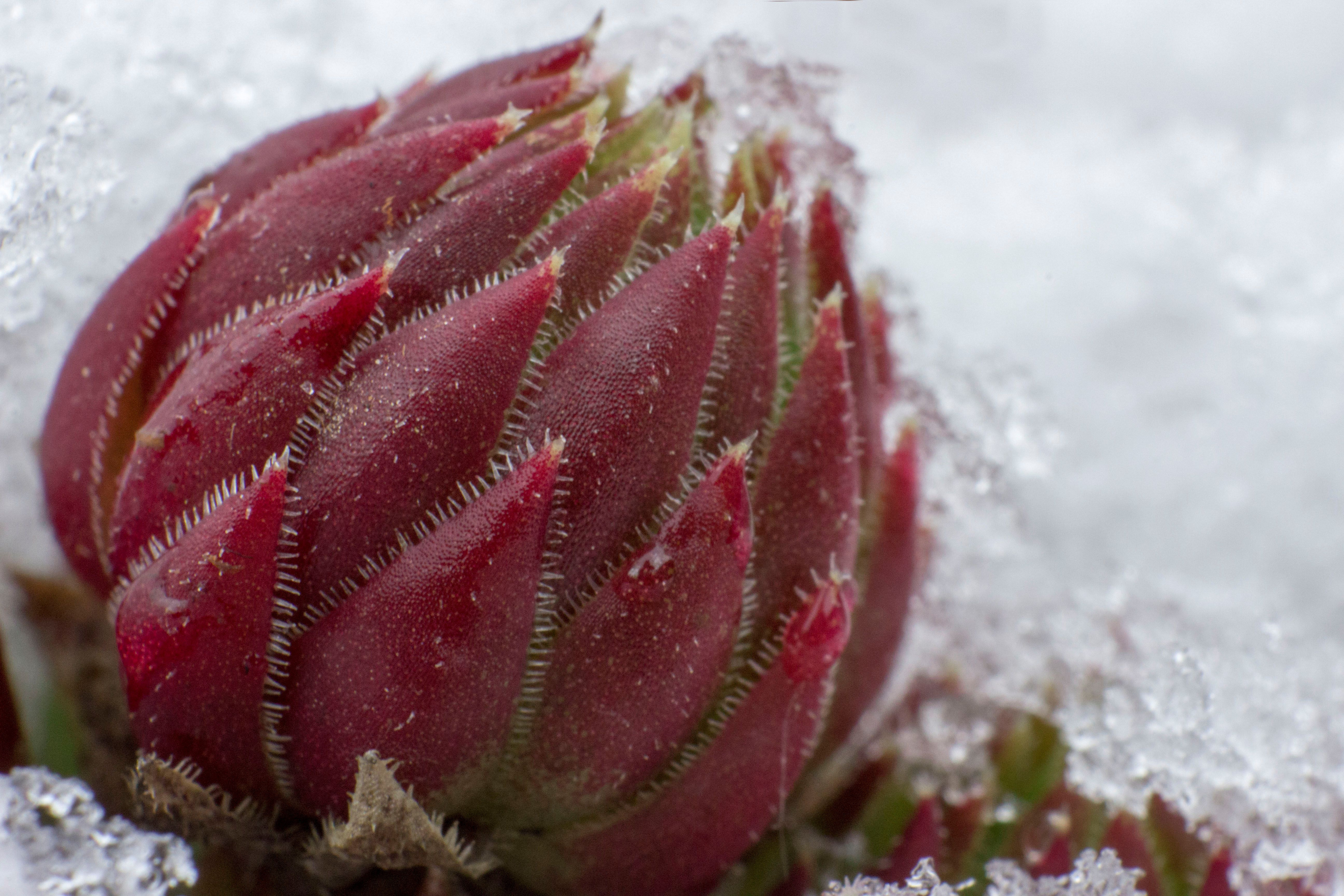 Fonds d'cran Nature Plantes - Arbustes 