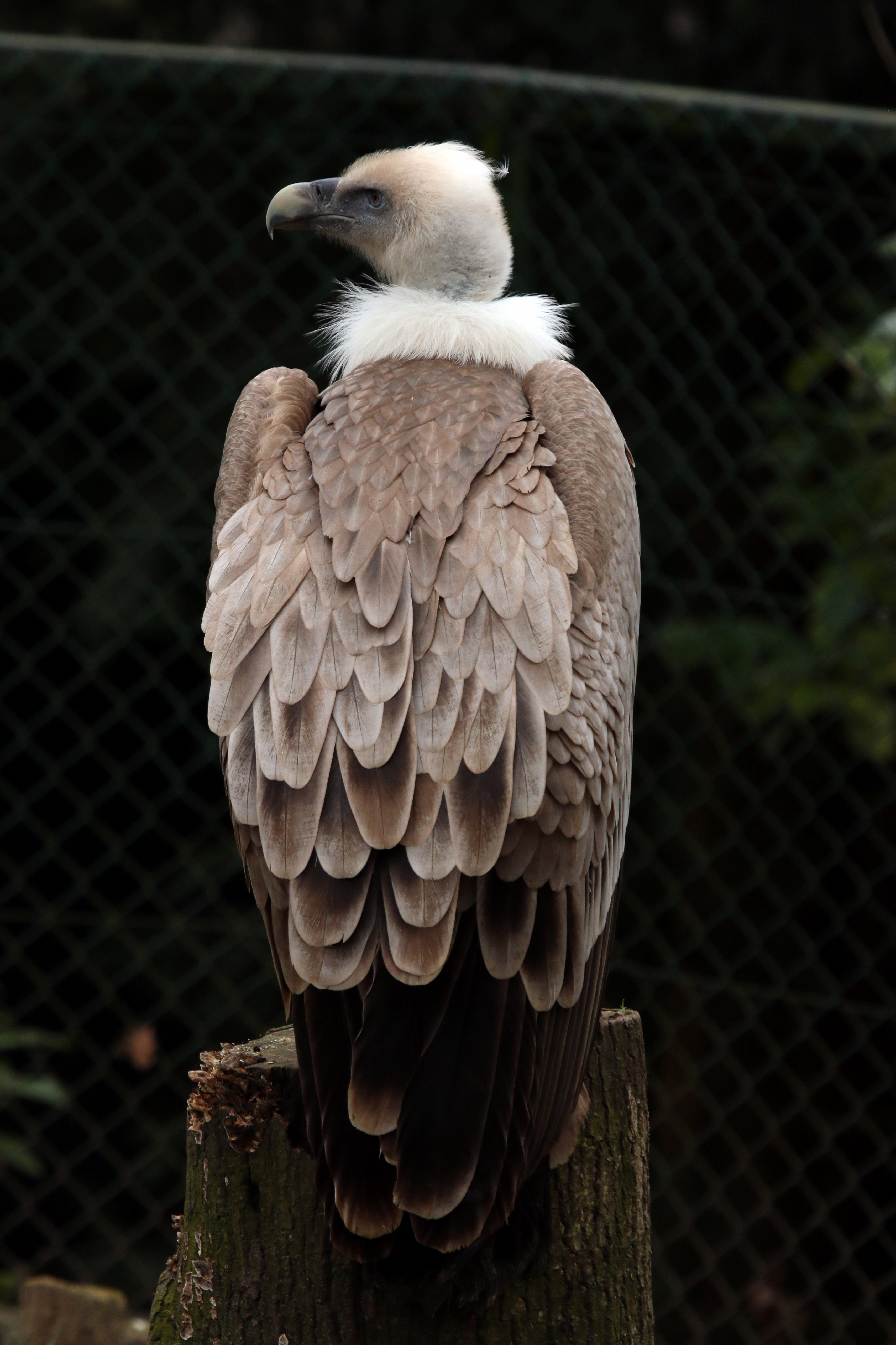 Fonds d'cran Animaux Oiseaux - Vautours 