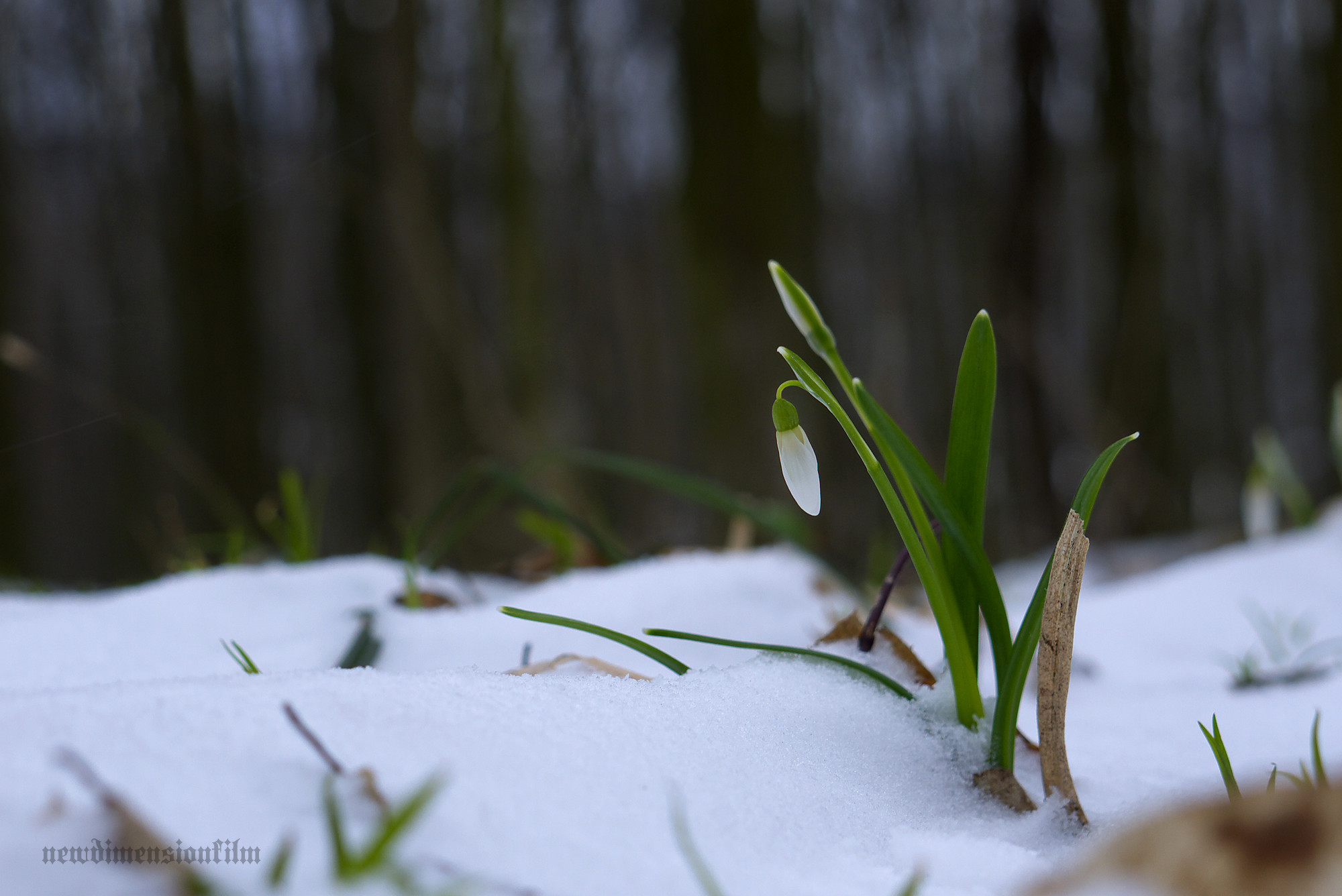 Fonds d'cran Nature Fleurs Nous survivrons ! 1.