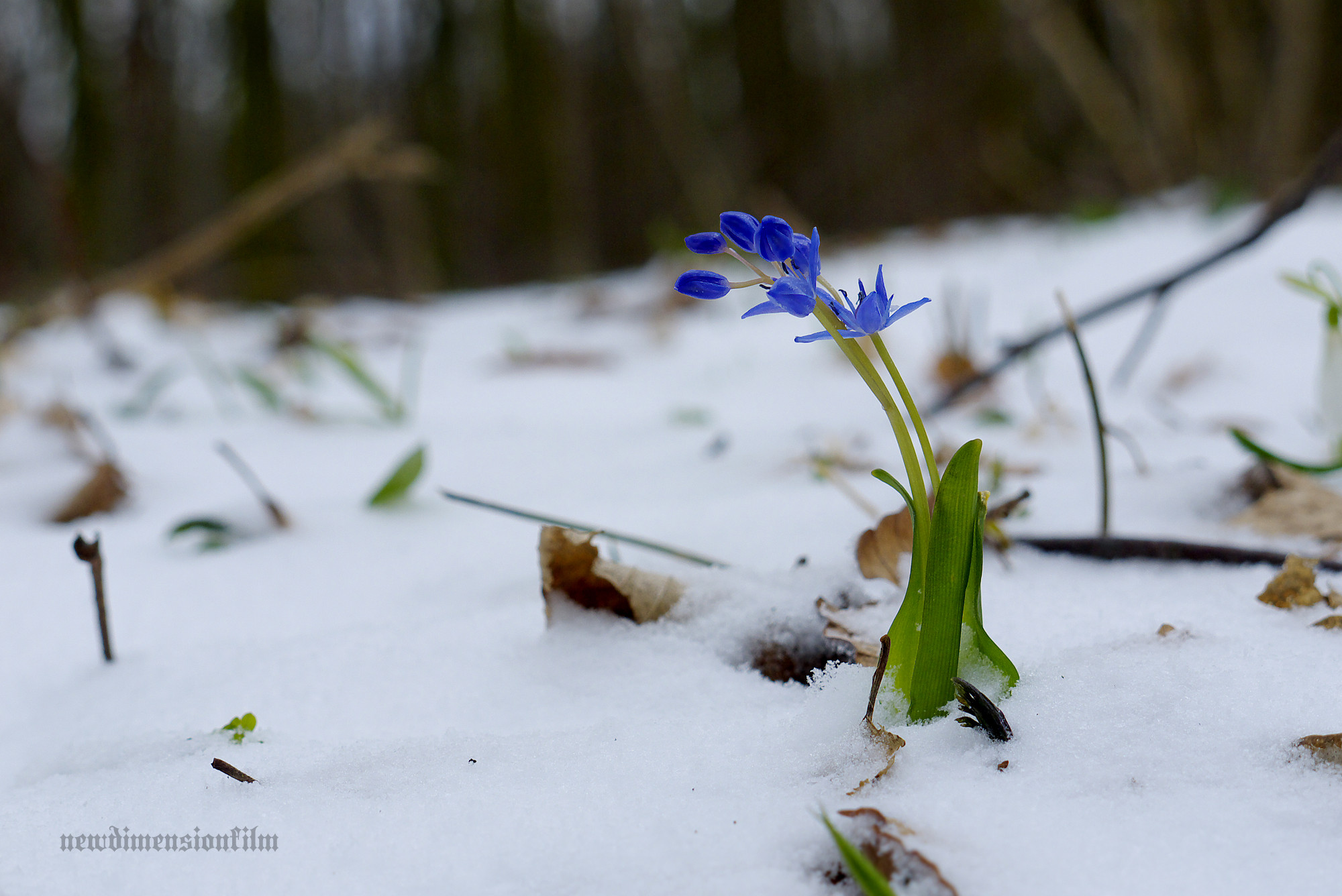 Fonds d'cran Nature Fleurs Nous survivrons ! 2.