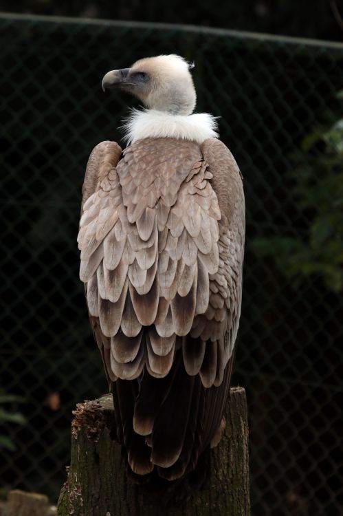 Fonds d'cran Animaux Oiseaux - Vautours Wallpaper N458699