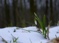  Nature Nous survivrons ! 1.