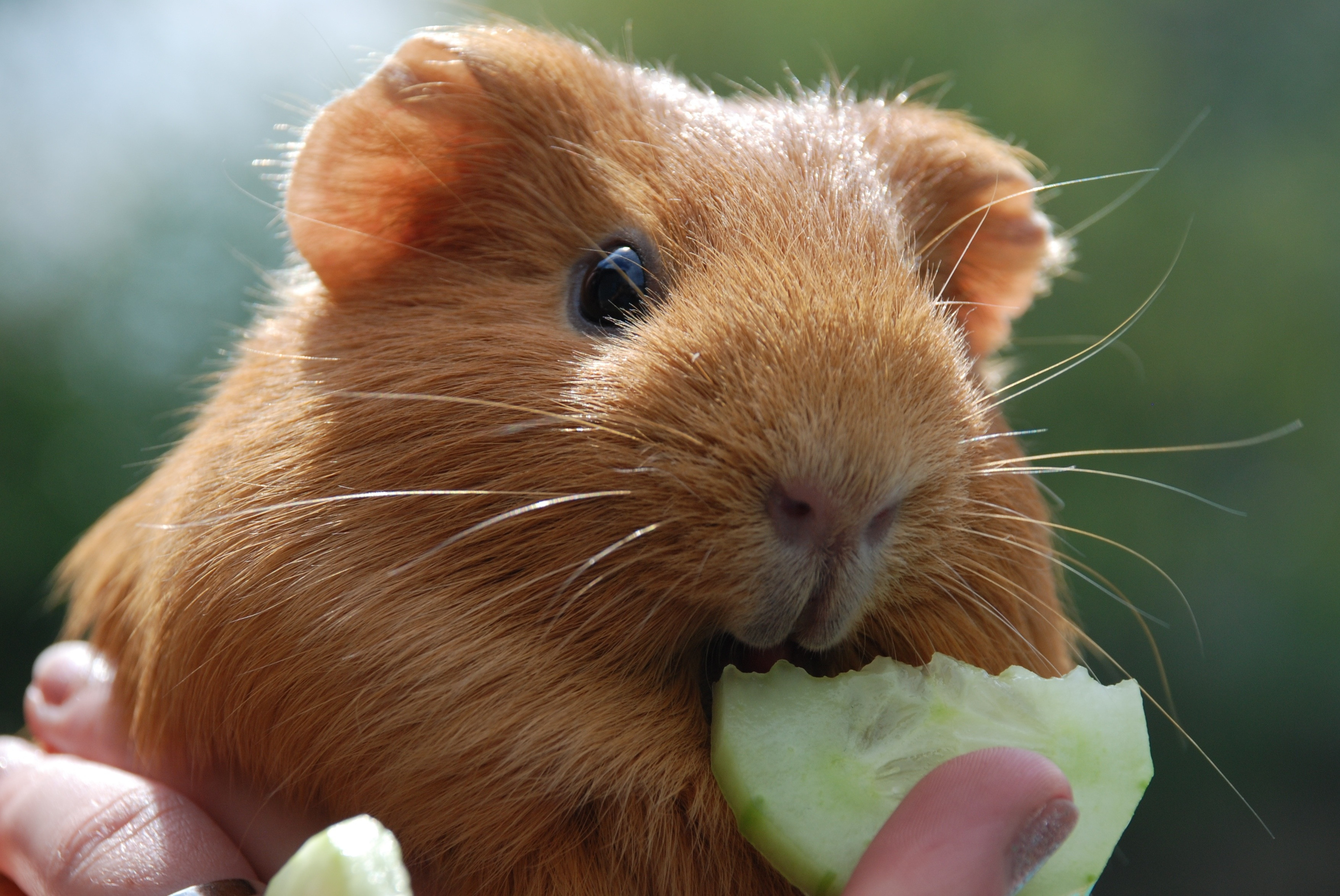 Fonds d'cran Animaux Rongeurs - Cochons d'Inde Pause rafrachissement