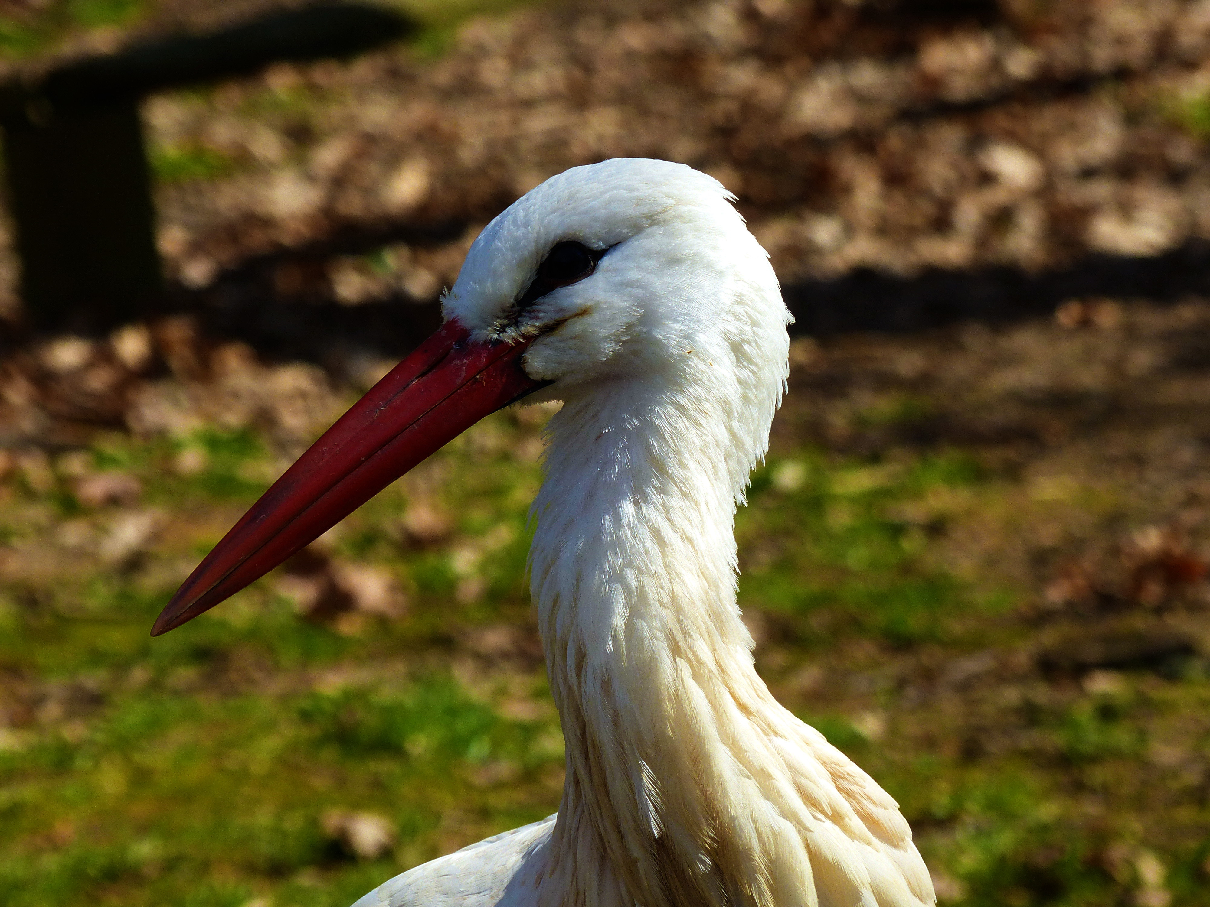 Fonds d'cran Animaux Oiseaux - Cigognes Cygnogne