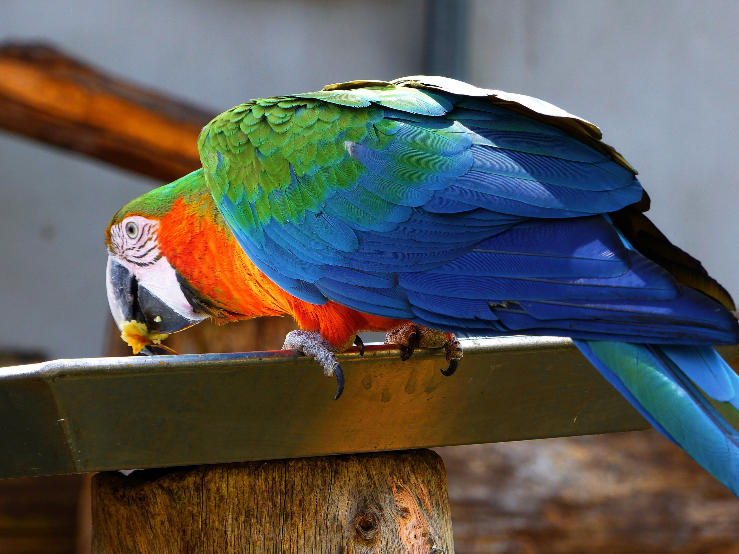 Fonds d'cran Animaux Oiseaux - Perroquets Perroquet