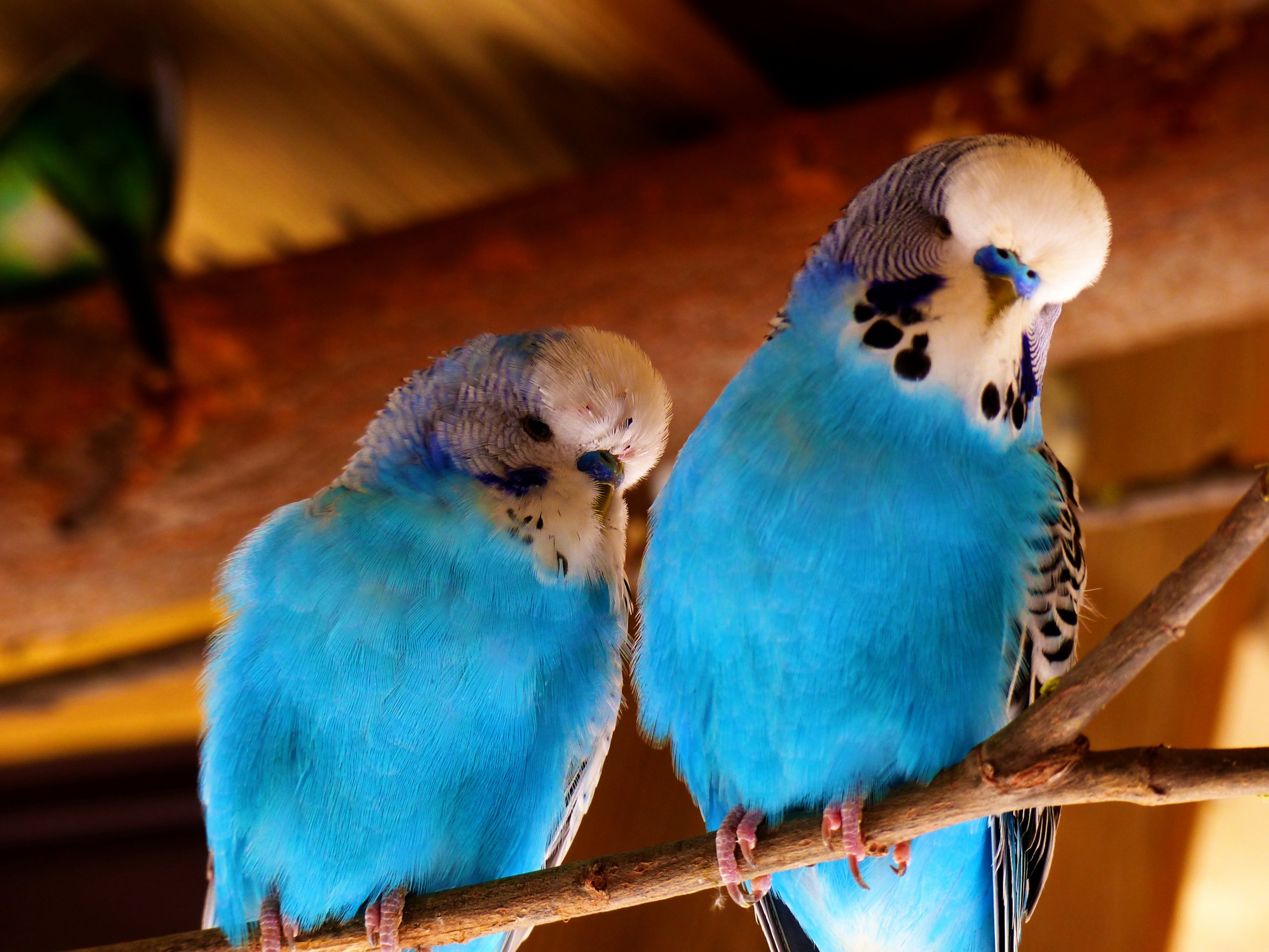 Wallpapers Animals Birds - Budgies Oiseaux