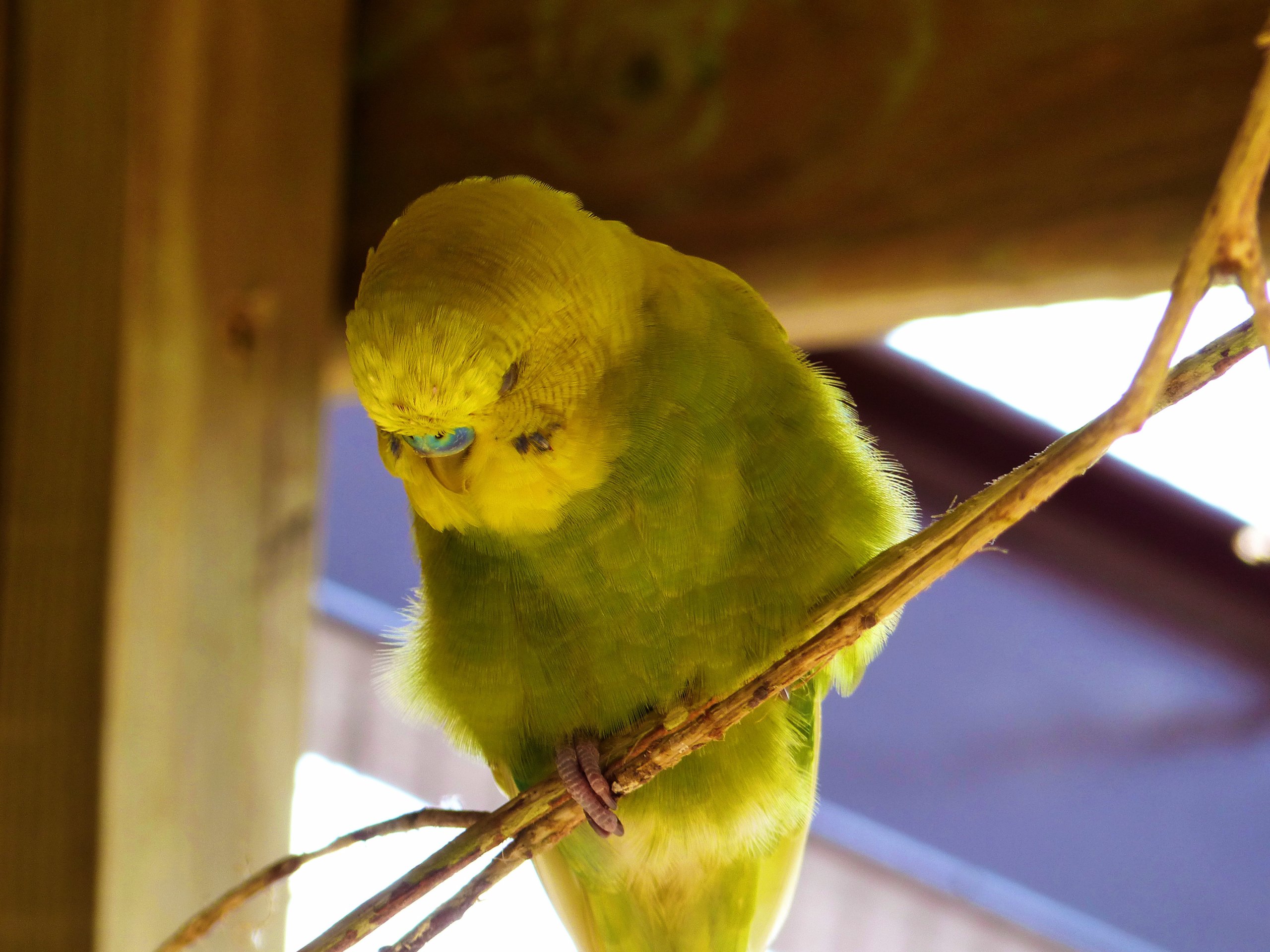 Fonds d'cran Animaux Oiseaux - Perruches Oiseaux