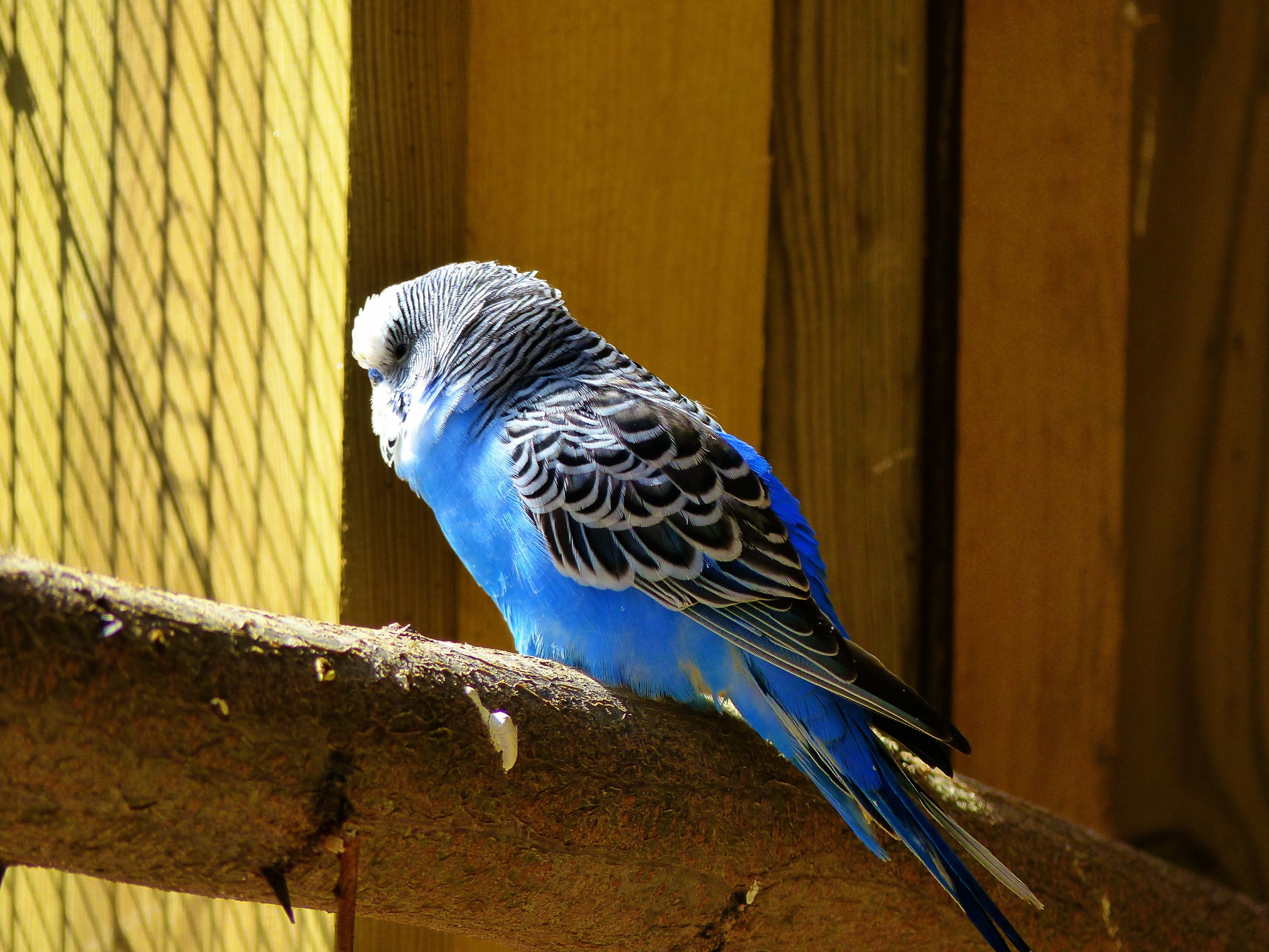 Fonds d'cran Animaux Oiseaux - Perruches Oiseaux