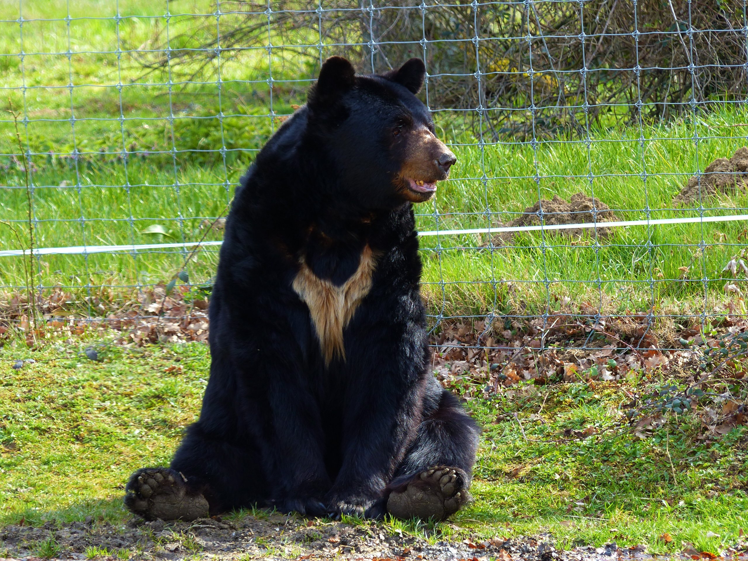 Fonds d'cran Animaux Ours Ours