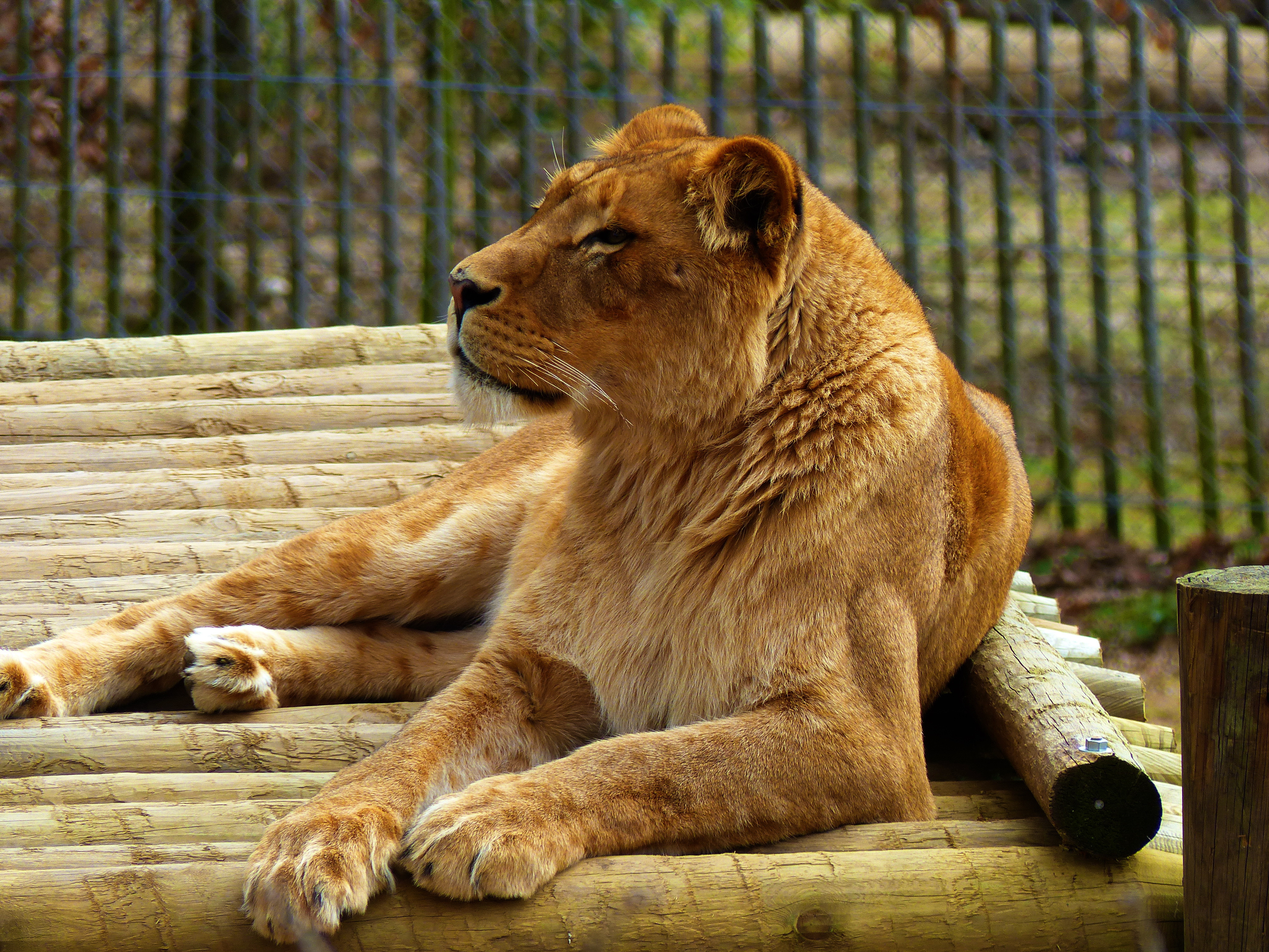 Fonds d'cran Animaux Flins - Lions Lionne 