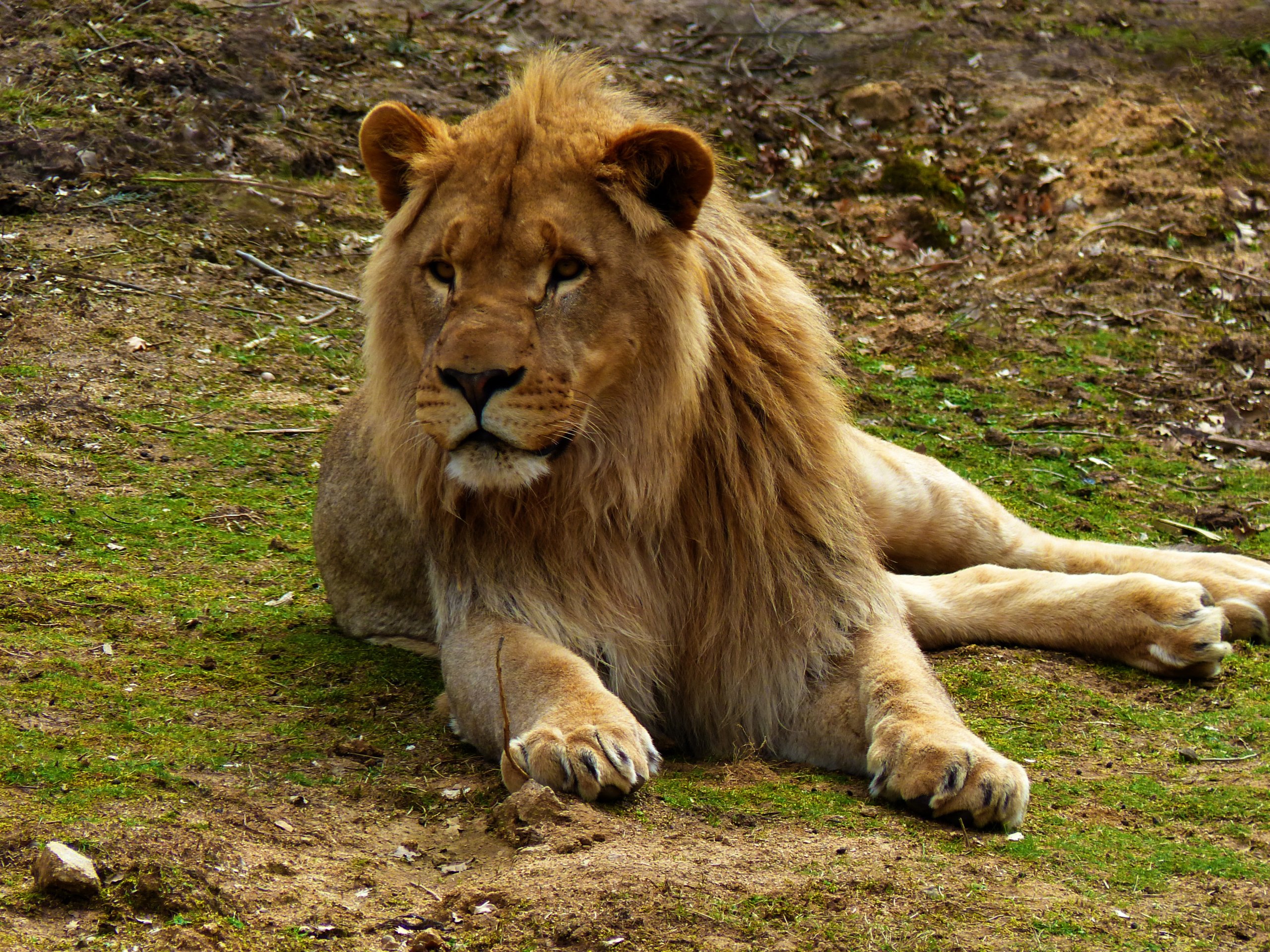 Wallpapers Animals Felines - Lions Lion