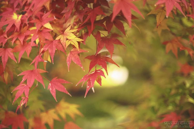 Wallpapers Nature Leaves - Foliage Momijigari