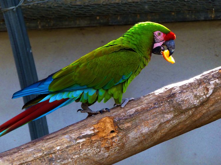 Fonds d'cran Animaux Oiseaux - Perroquets Perroquet