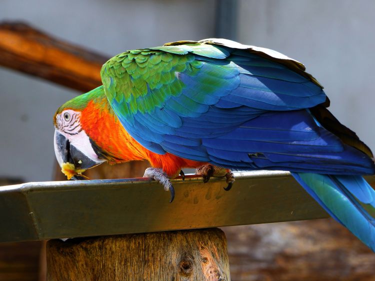 Wallpapers Animals Birds - Parrots Perroquet