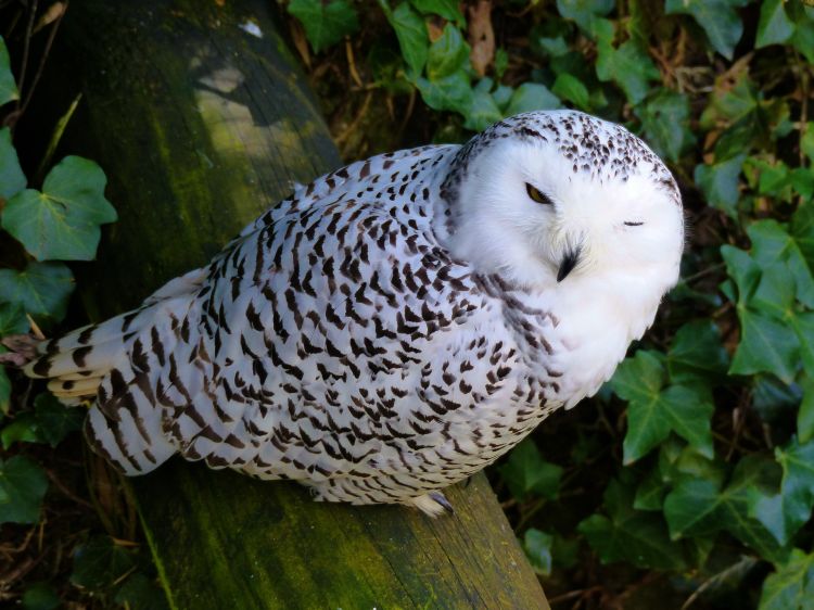 Fonds d'cran Animaux Oiseaux - Hiboux et Chouettes Chouettes