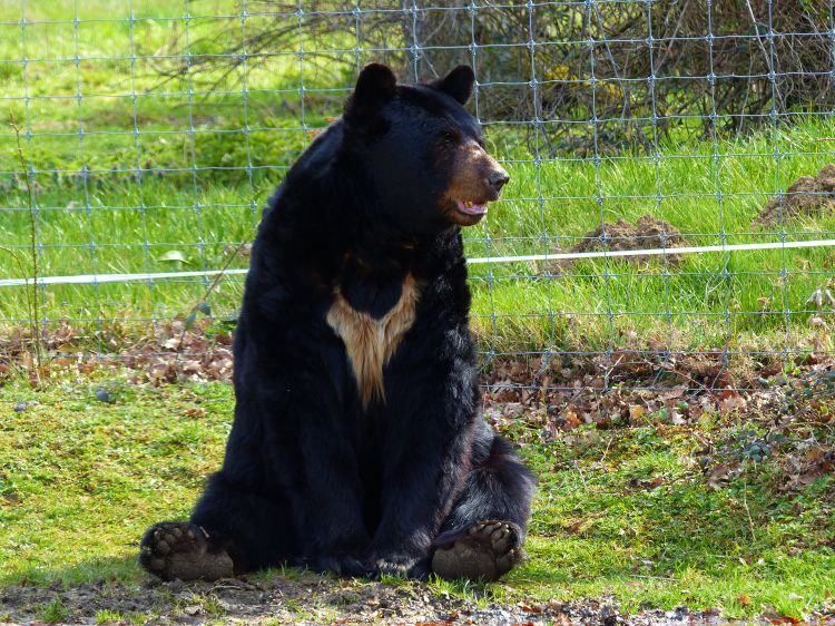 Fonds d'cran Animaux Ours Ours